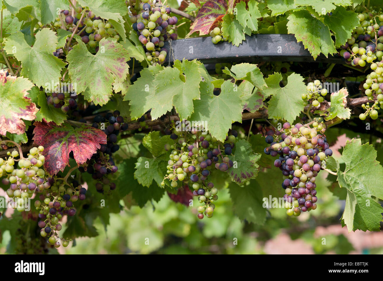 VITIS VINIFERA REGENT Banque D'Images