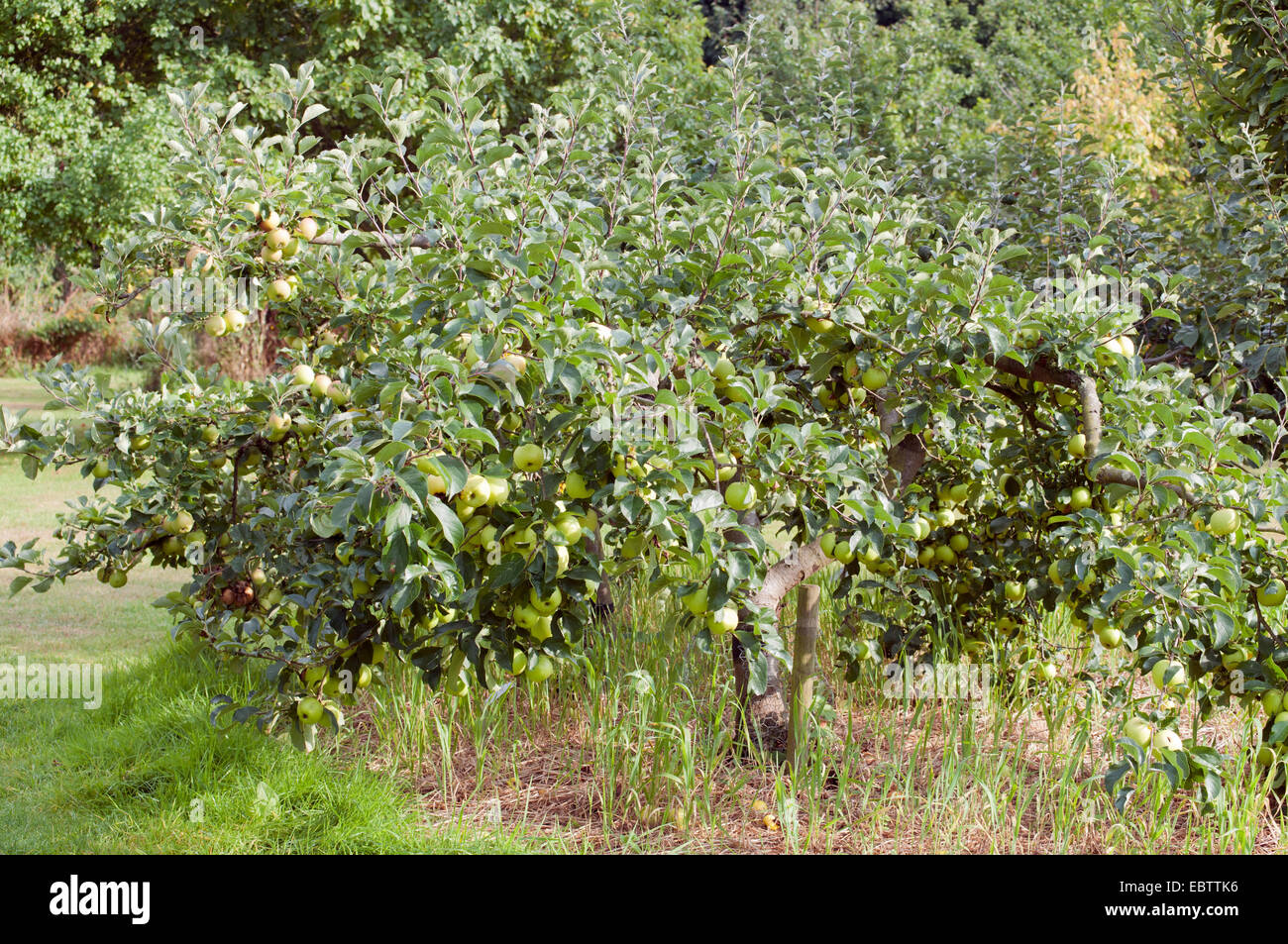 MALUS DOMESTICA GREENSLEEVES APPLE Banque D'Images