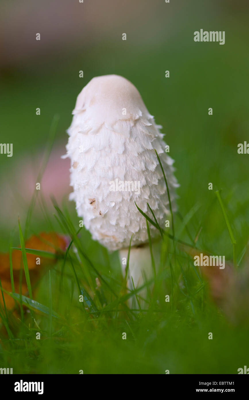 COPRINUS COMATUS Banque D'Images