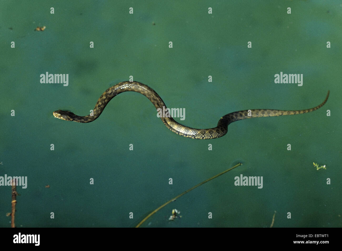 Viperine snake viperine grass Snake (Natrix maura), natation, Espagne Banque D'Images