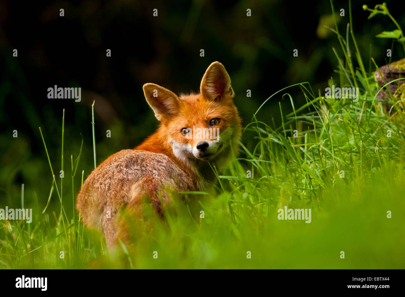 Le renard roux (Vulpes vulpes), dans un pré dans la lumière du matin à l'envers, Suisse, Sankt Gallen Banque D'Images