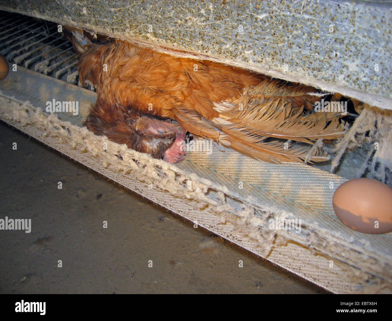 Les oiseaux domestiques (Gallus gallus f. domestica), mort de poules en batterie, batterie, Allemagne Banque D'Images