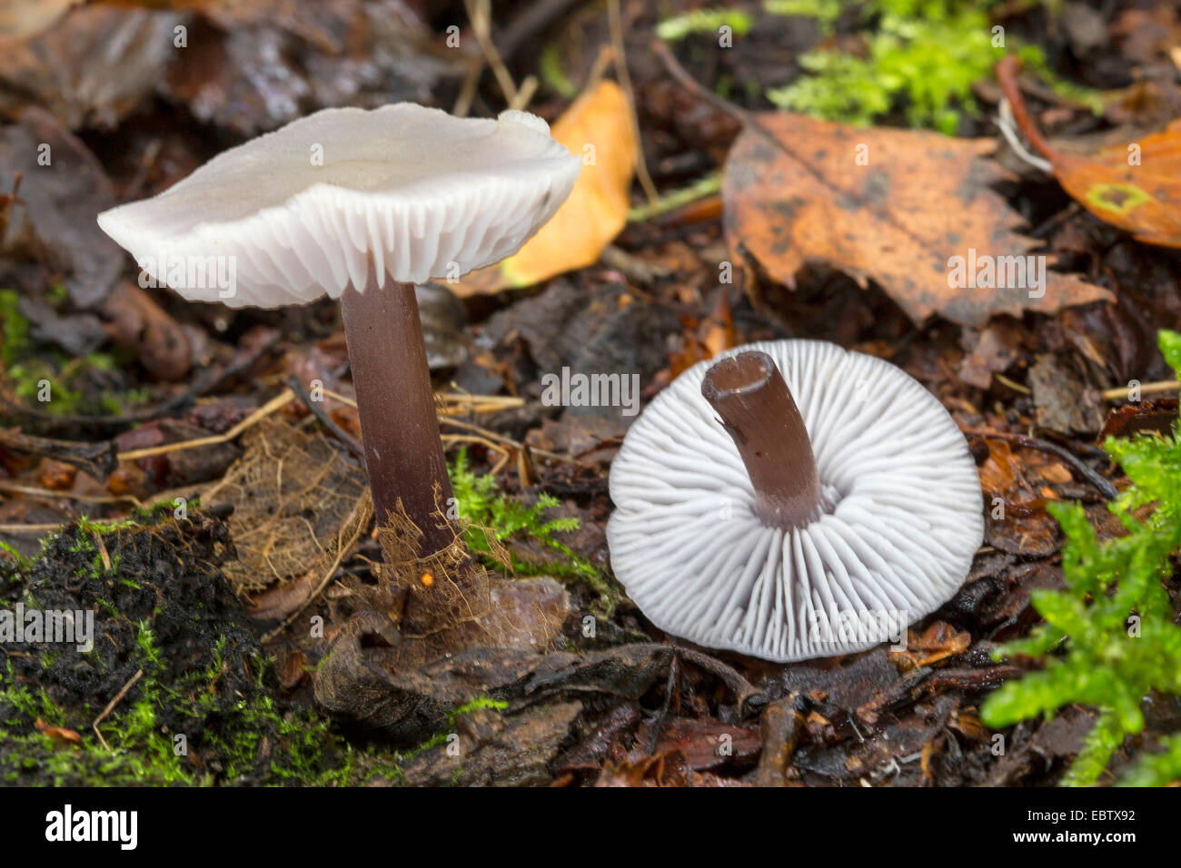 Le lilas bonnet (Mycena pura, Prunulus) pour PDA, deux organes de fructification sur le sol forestier, Allemagne Banque D'Images