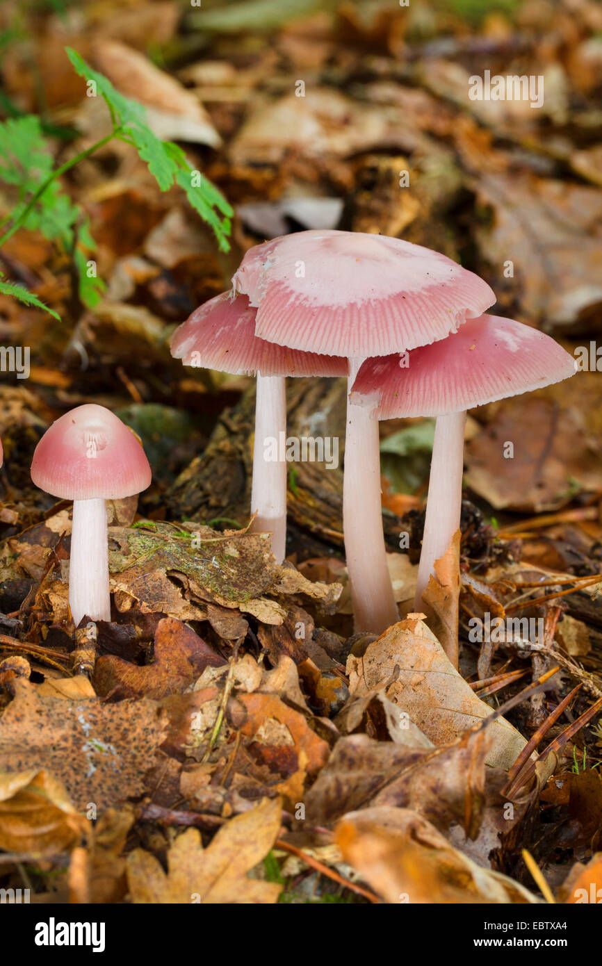 Bonnet rose (Mycena rosea, Mycena pura var. rosea), des organes de fructification sur le sol forestier, Allemagne Banque D'Images