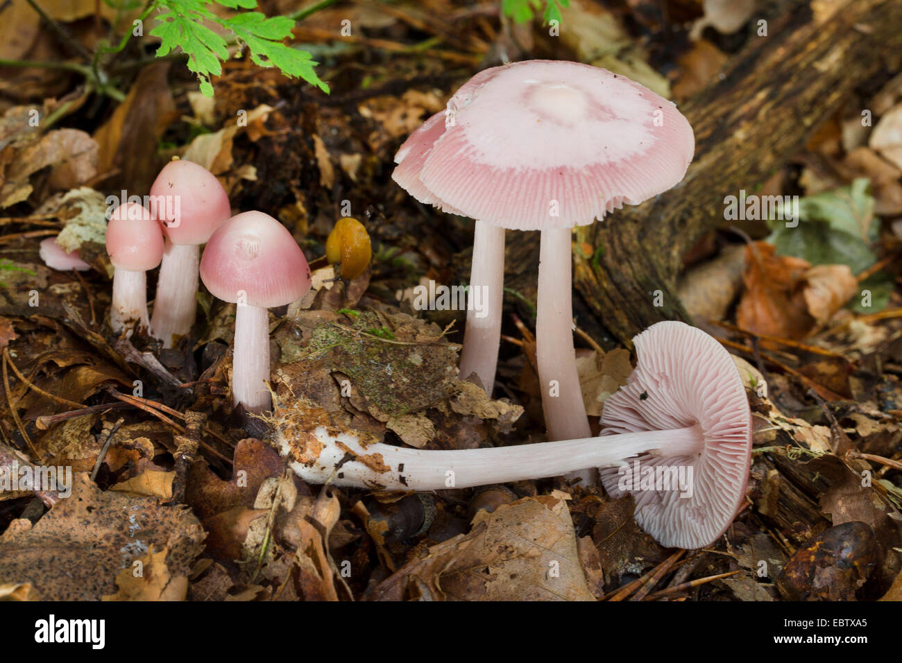 Bonnet rose (Mycena rosea, Mycena pura var. rosea), des organes de fructification sur le sol forestier, Allemagne Banque D'Images
