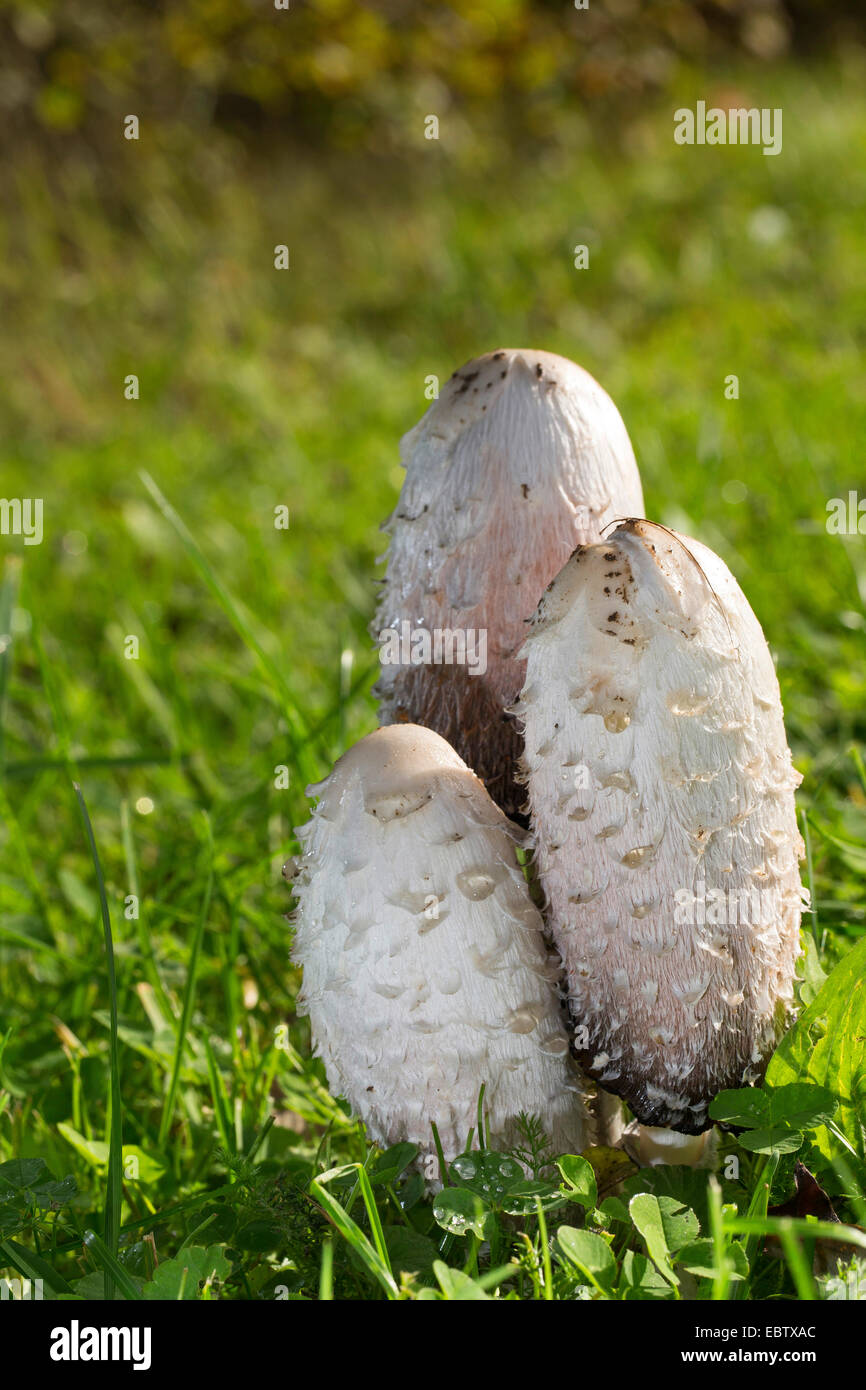 Cap d'encre Shaggy, avocat, la perruque de Shaggy mane (Coprinus comatus), des organes de fructification dans un pré, Allemagne Banque D'Images
