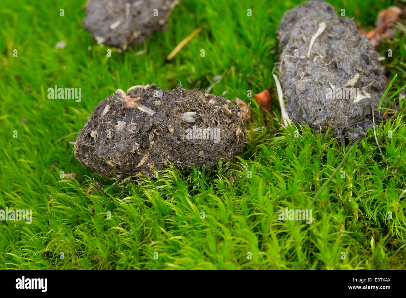 Chouette hulotte eurasien (Strix Aluco enr), pellet d'une Chouette hulotte eurasien, Allemagne Banque D'Images