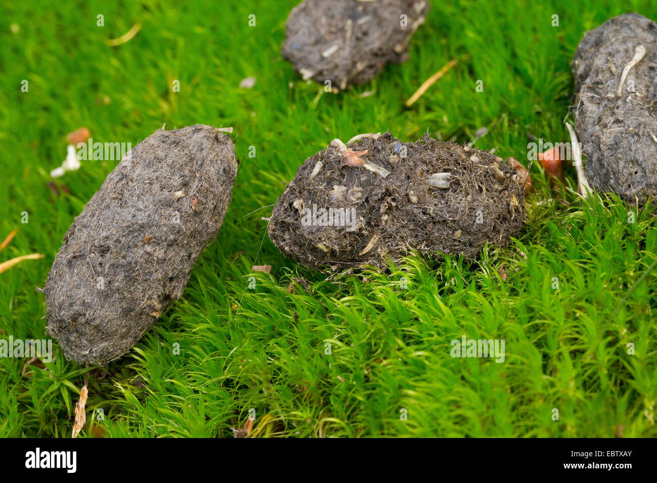 Chouette hulotte eurasien (Strix Aluco enr), pellet d'une Chouette hulotte eurasien, Allemagne Banque D'Images