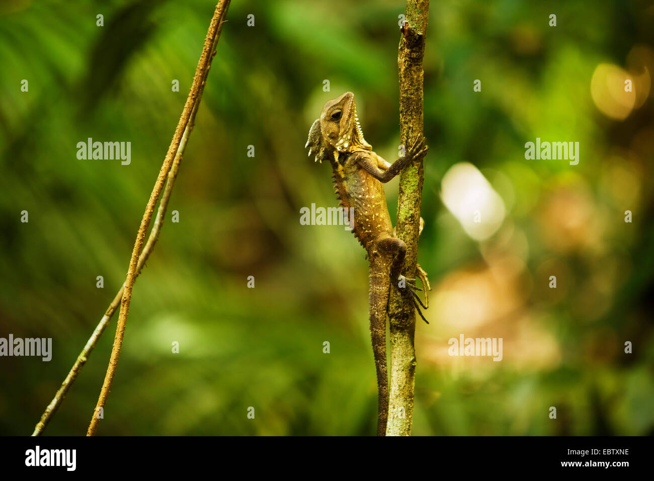 Agama, ciseau-dents courtes (Agamidae), au niveau de la branche, de l'Australie, Queensland, parc national de Daintree Banque D'Images