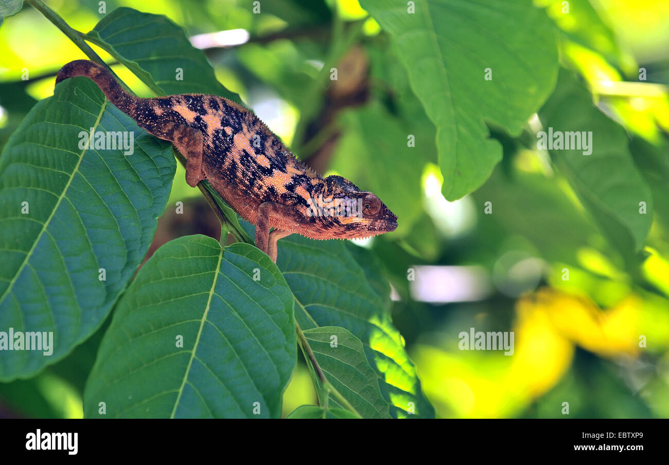 Caméléon panthère (Furcifer pardalis), femme on twig, Madagascar Banque D'Images