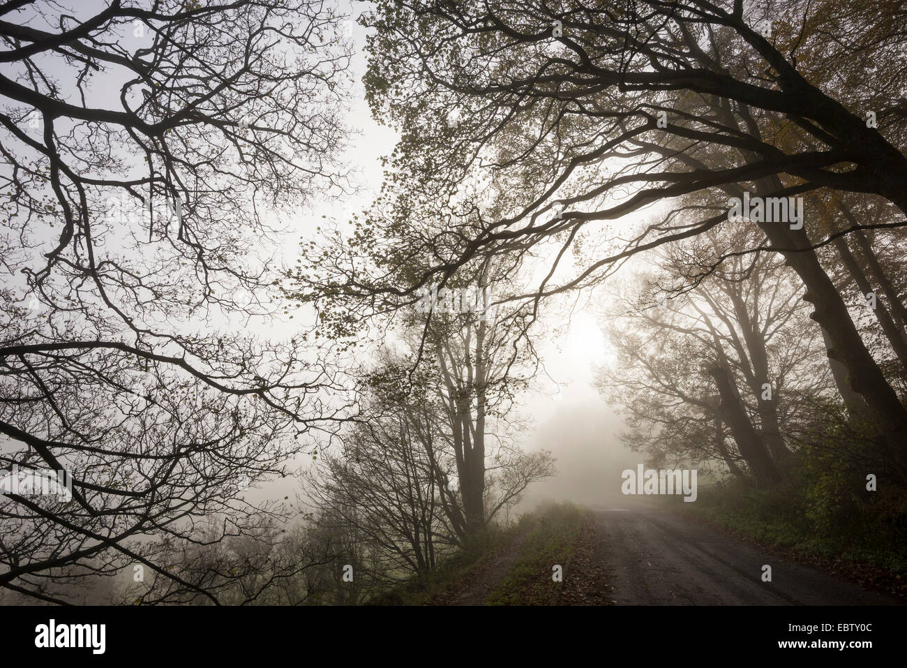 Brume du matin sur une route de campagne près de Castleton dans le Derbyshire. Les grandes branches en surplomb de la création d'un scène de l'atmosphère. Banque D'Images