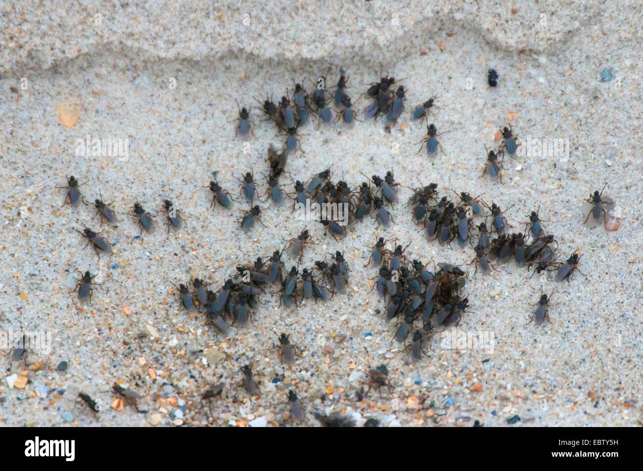 Accumulation de flys sur l'île de Helgoland, Allemagne, Schleswig-Holstein, Helgoland Banque D'Images
