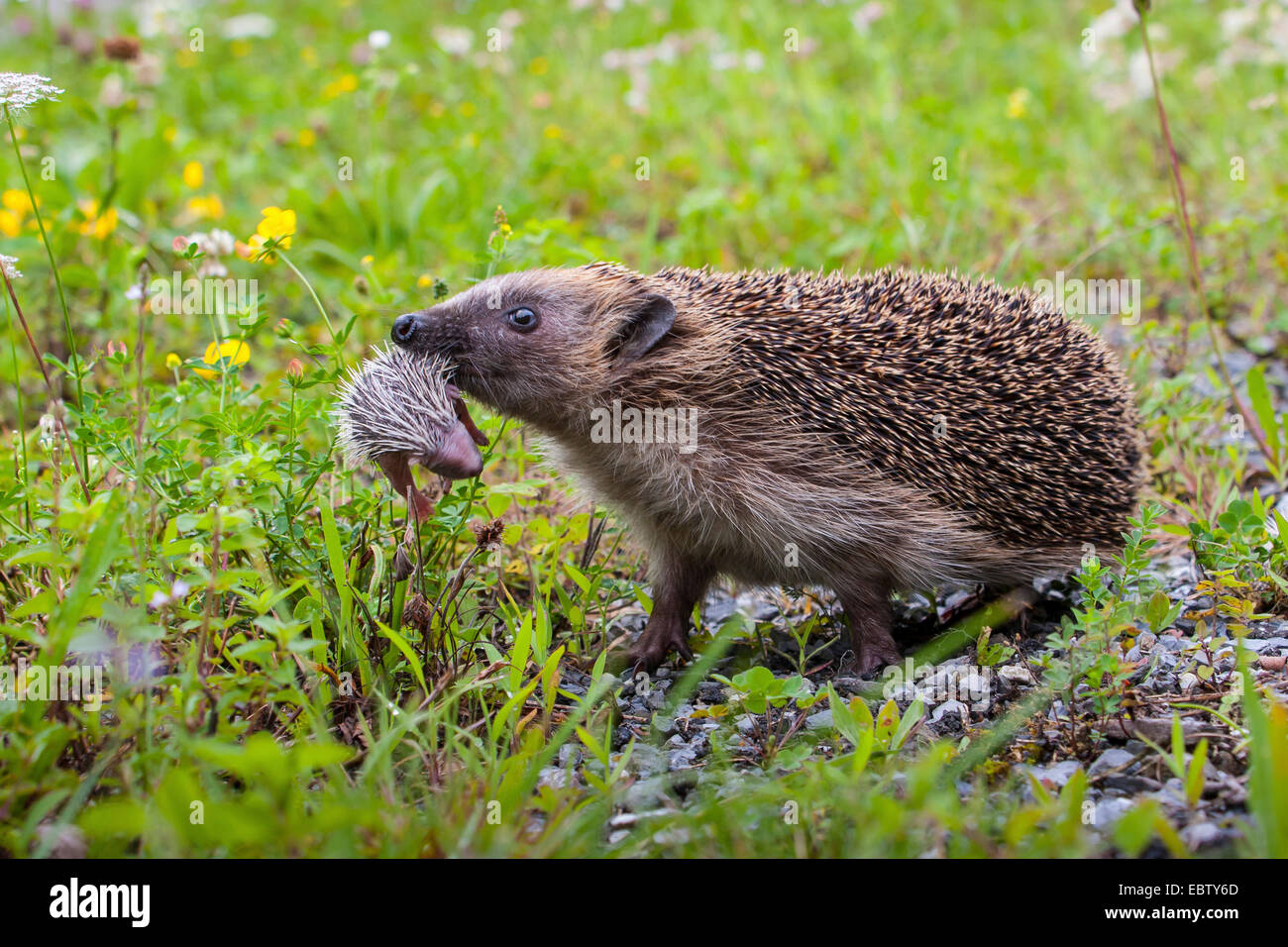 Hérisson hérisson d'Europe de l'Ouest, (Erinaceus europaeus), portant sa mère hérisson bébé dans sa bouche, Suisse, Sankt Gallen Banque D'Images