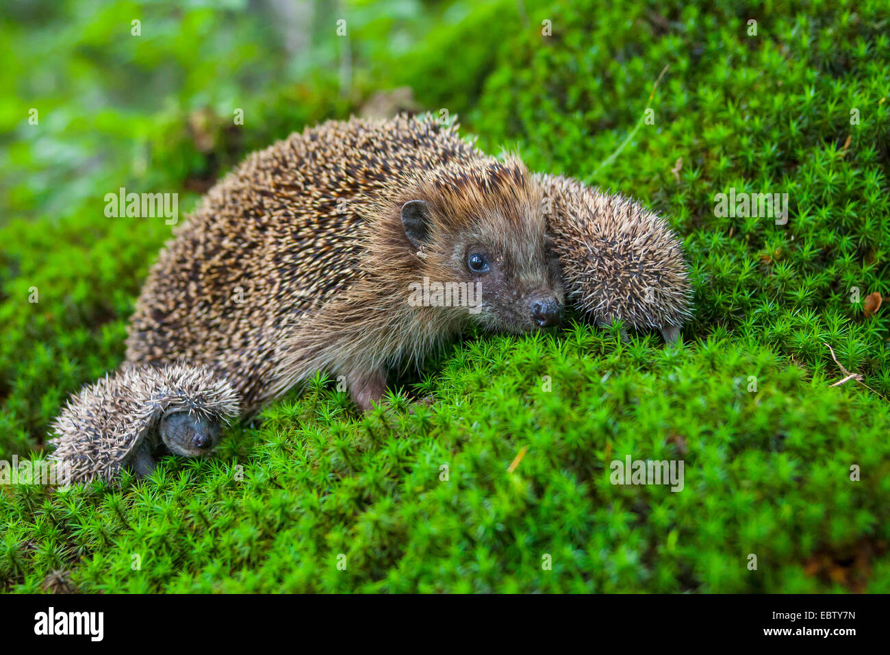 Hérisson hérisson d'Europe de l'Ouest, (Erinaceus europaeus), mère hérisson avec deux bébés animaux dans une forêt, sur la mousse, Suisse, Sankt Gallen Banque D'Images