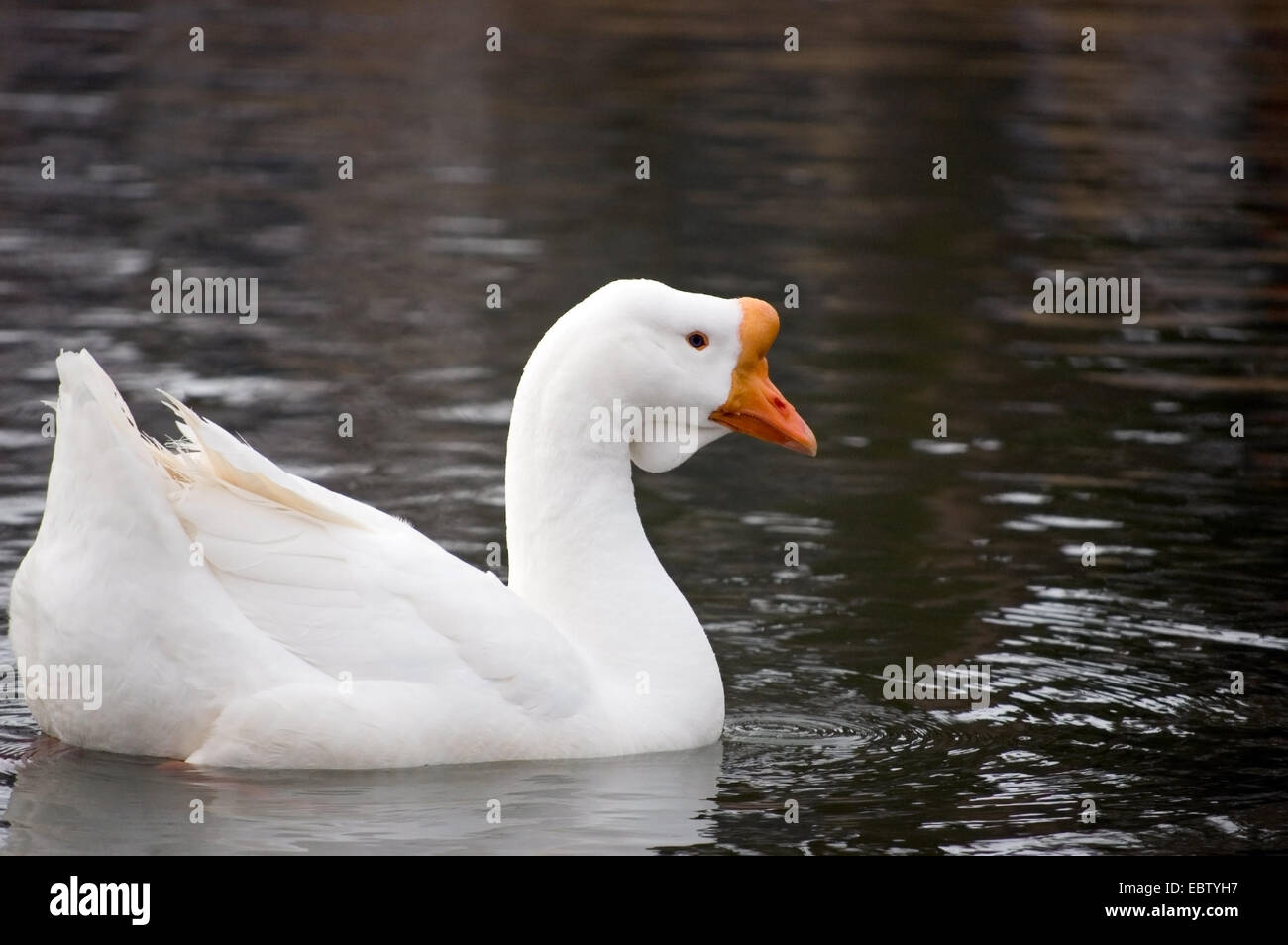 Une oie domestique nageant dans un étang. Banque D'Images