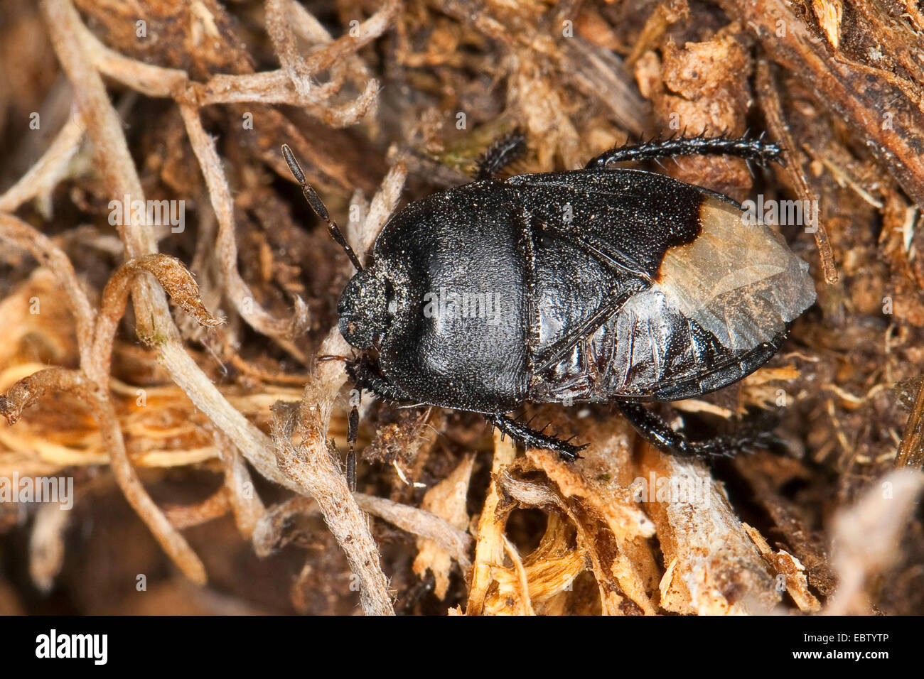 Cydnid burrower bug, bug (Cydnus aterrimus), vue du dessus, Allemagne Banque D'Images
