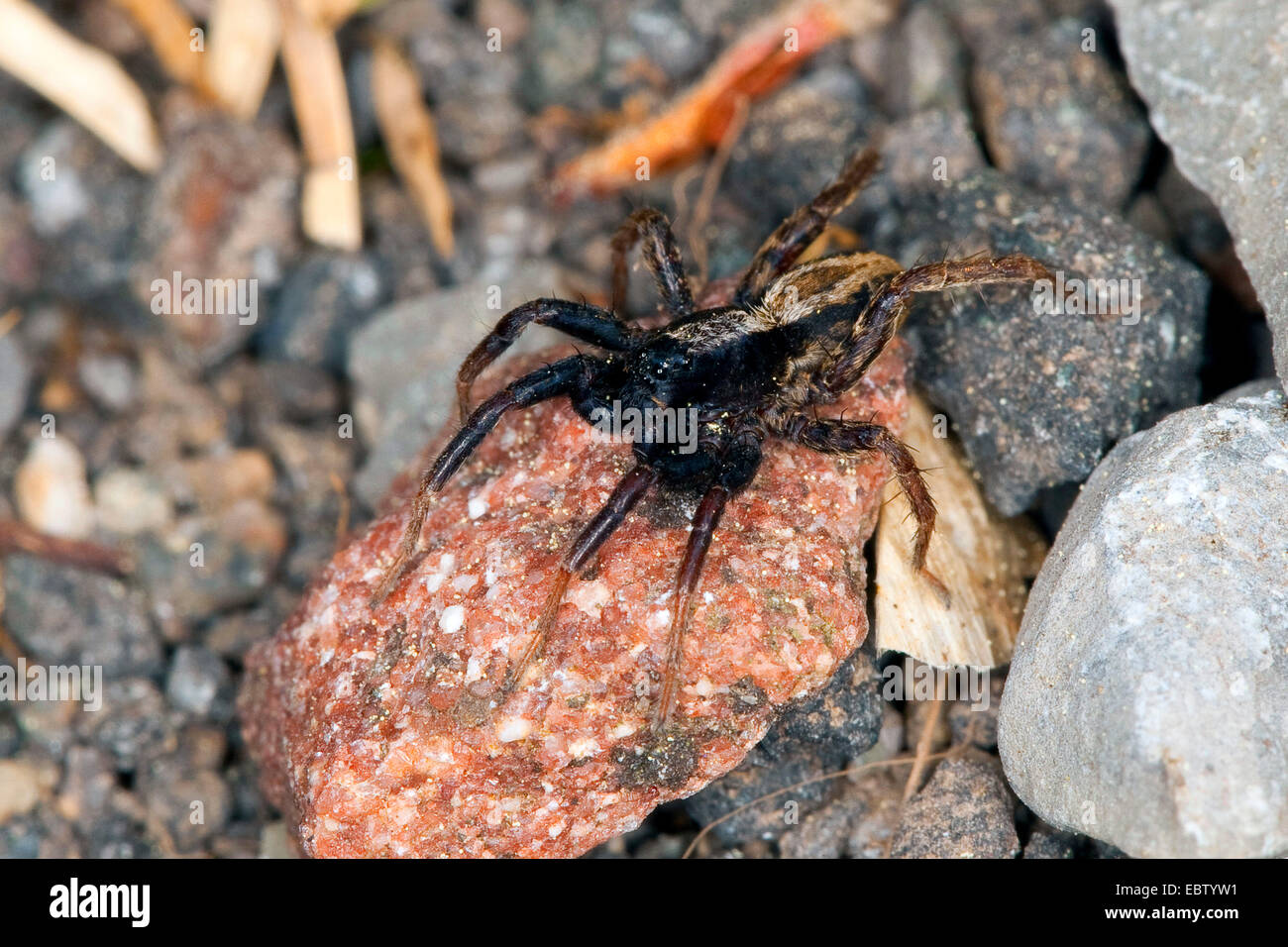 Les araignées lycoses, masse (Alopecosa cuneata), homme assis sur une pierre, Allemagne Banque D'Images