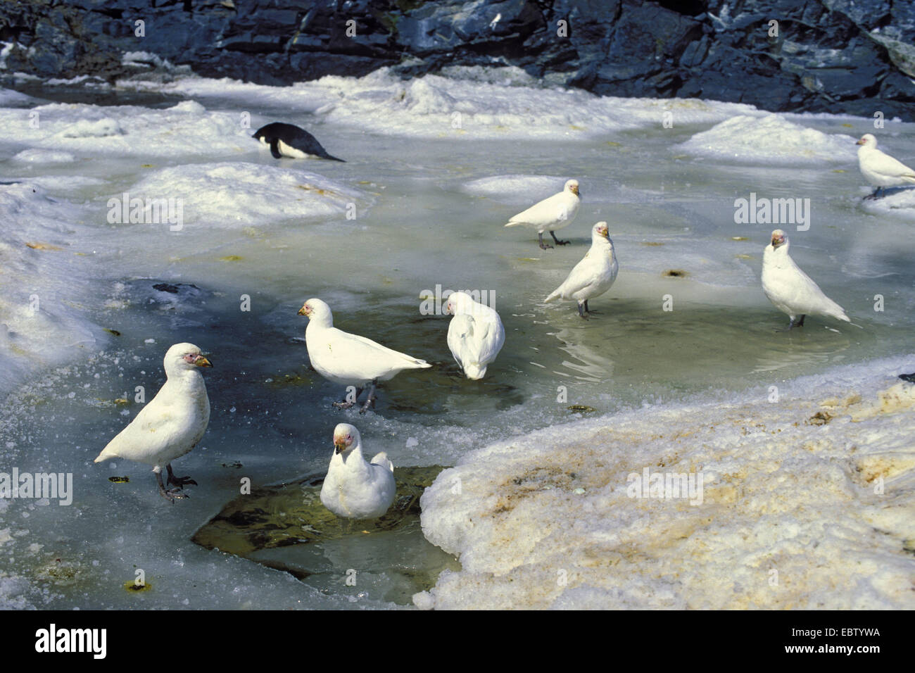 Sheathbill neigeux, le visage pâle, sheathbill Paddy (Chionis alba), barthing avec penguin, Antarctique Banque D'Images