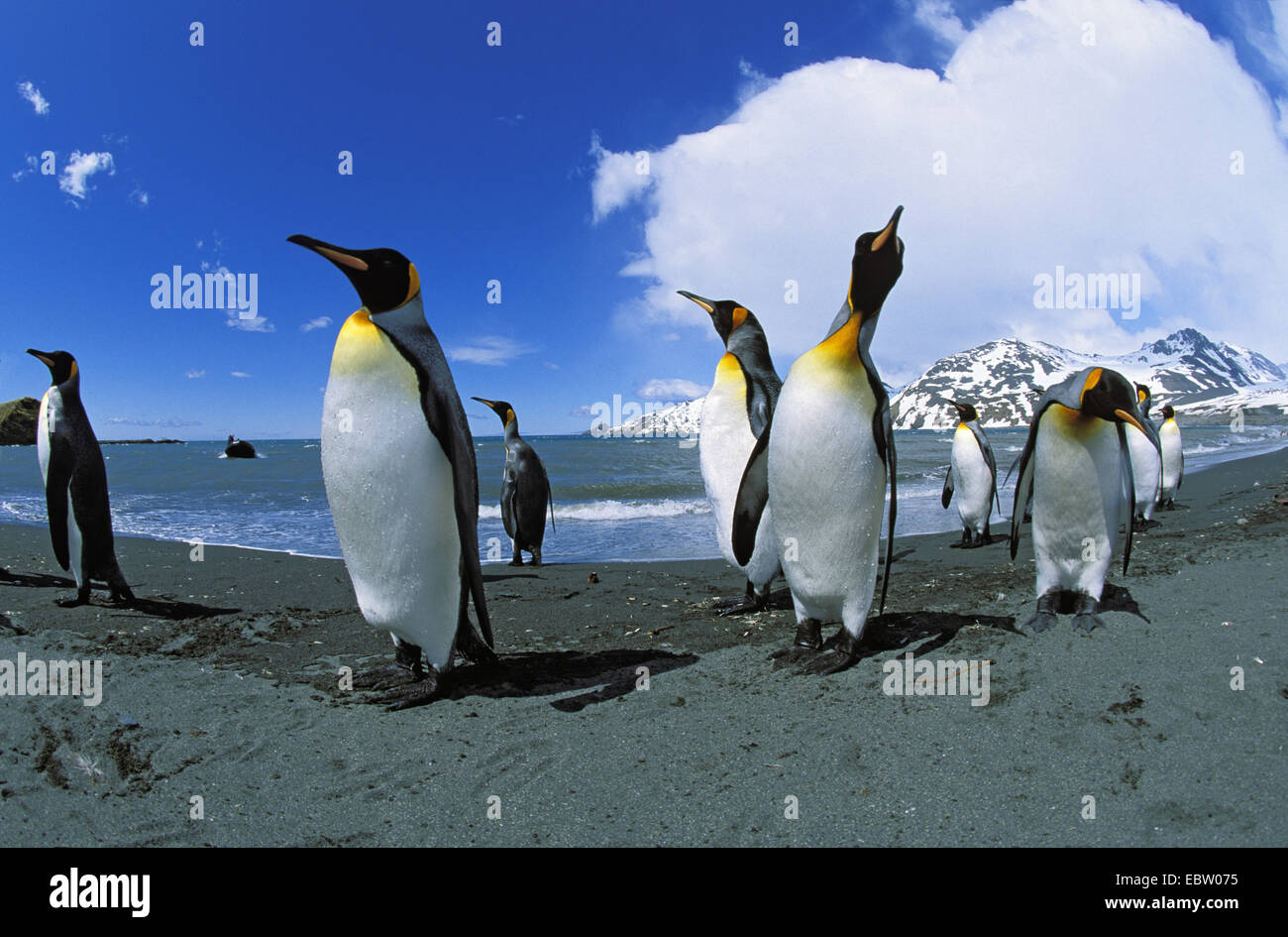 Manchot royal (Aptenodytes patagonicus), sur la plage, Suedgeorgien Banque D'Images