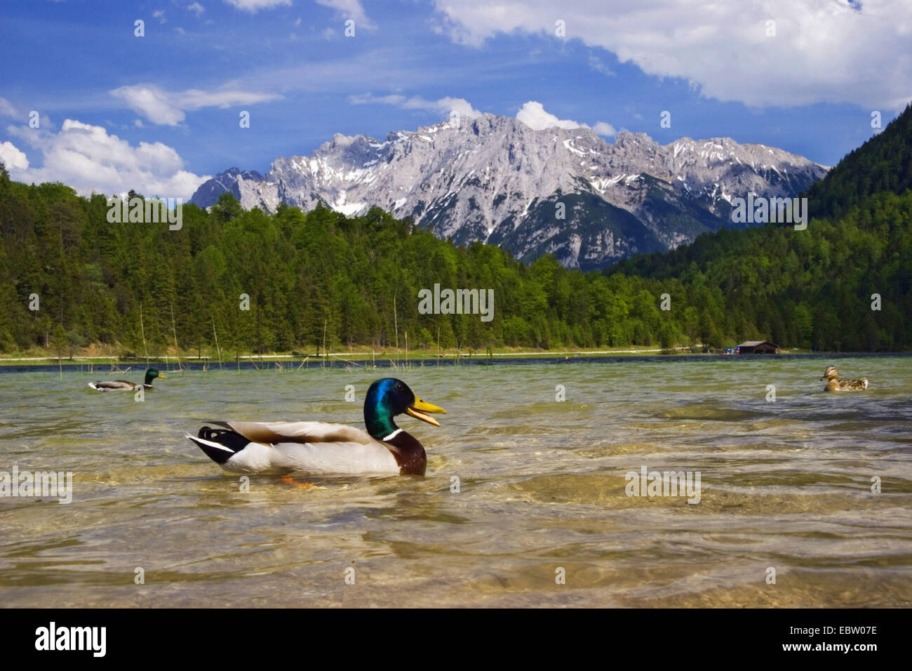 Le Canard colvert (Anas platyrhynchos), le canard sur le lac Ferchensee, Allemagne, Bavière, Oberbayern, Upper Bavaria, Werdenfelser Land Banque D'Images