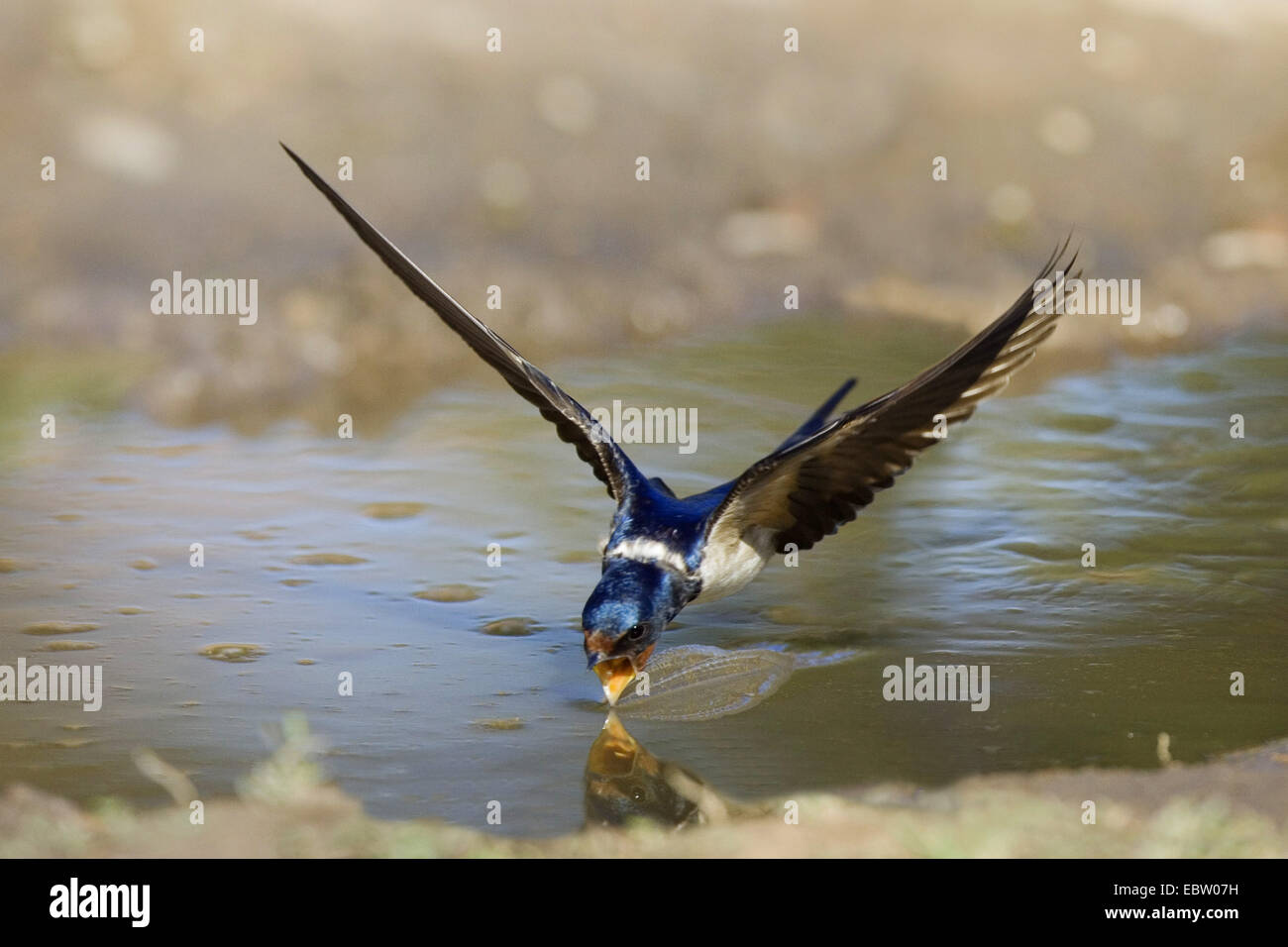 L'hirondelle rustique (Hirundo rustica), d'avaler de boire en vol d'un lac, Allemagne Banque D'Images