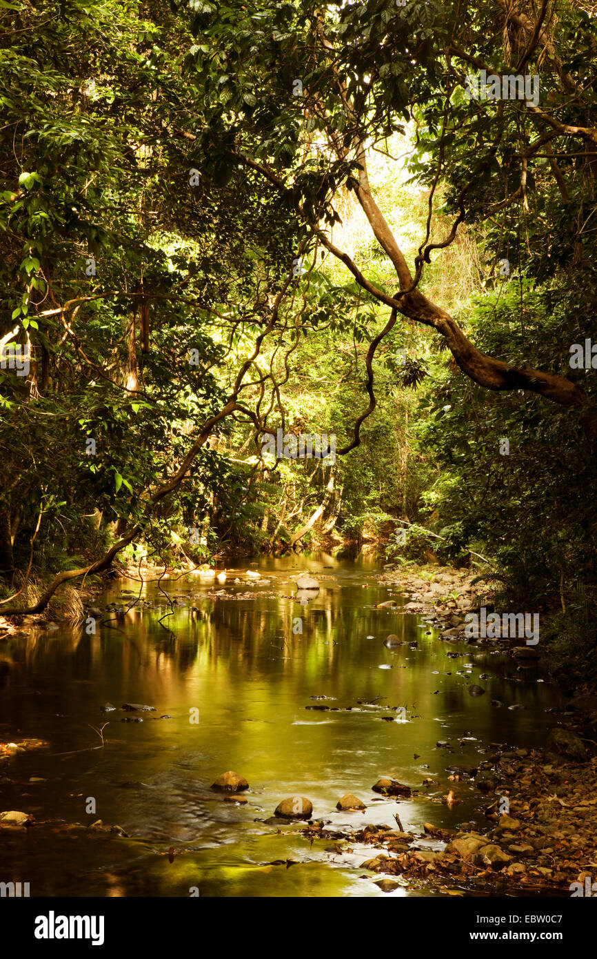 La forêt pluviale et la rivière Daintree, Queensland, Australie, parc national de Daintree Banque D'Images