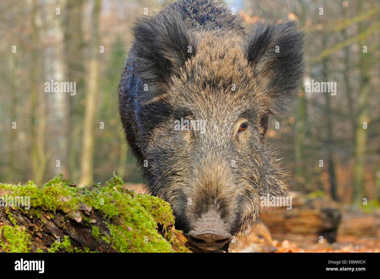 Le sanglier, le porc, le sanglier (Sus scrofa), wild sow sur l'alimentation, de l'Allemagne, en Rhénanie du Nord-Westphalie, Rhénanie-Palatinat Banque D'Images