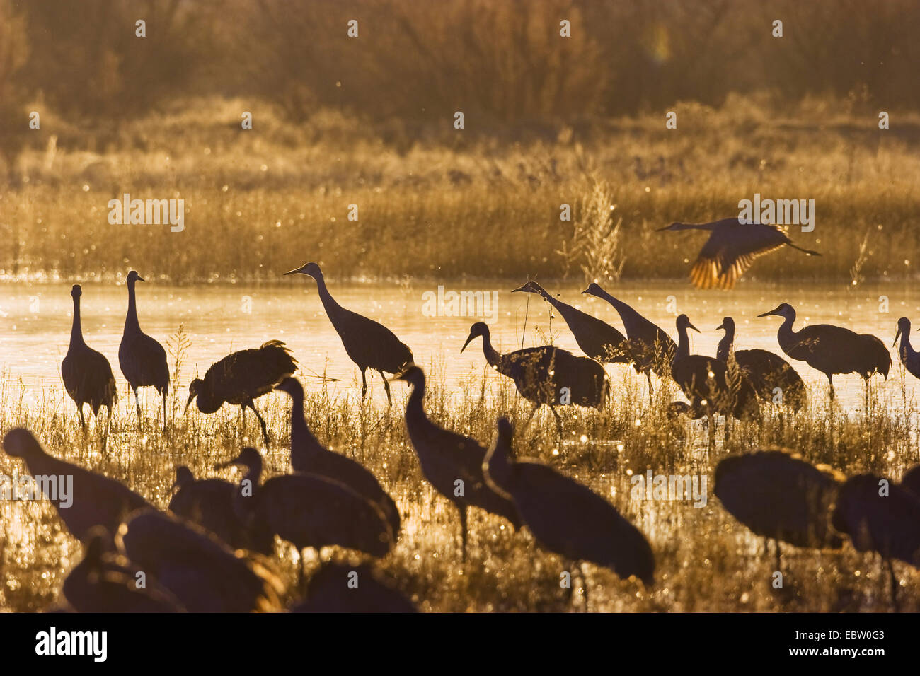 Grue du Canada (Grus canadensis), la grue à leur lieu de couchage dans la rosée du matin, USA, Nouveau Mexique, le Refuge de Vie Sauvage de Bosque del Apache Banque D'Images