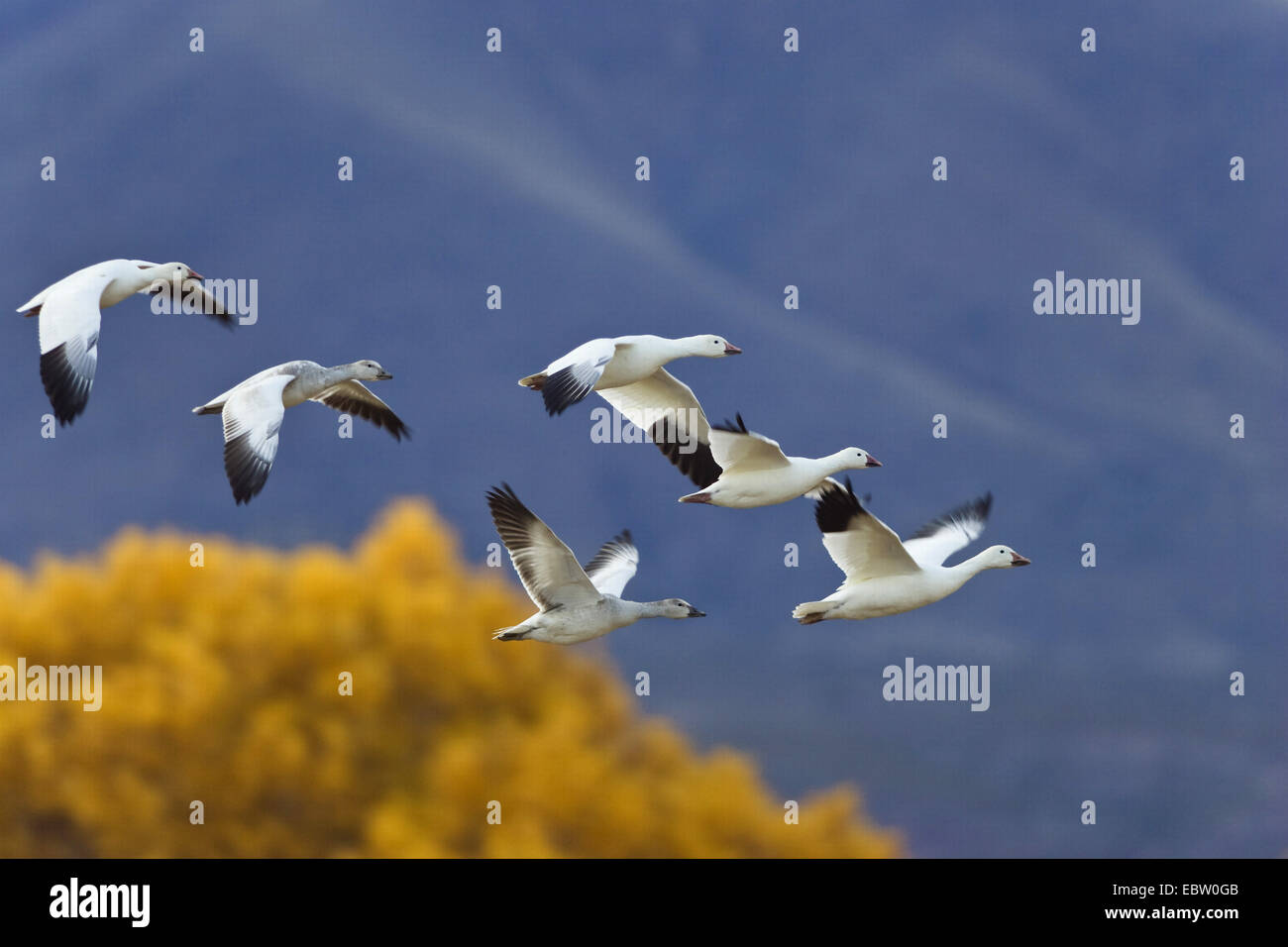 Oie des neiges (Anser caerulescens atlanticus, Chen caerulescens atlanticus), voler, USA, Nouveau Mexique, le Refuge de Vie Sauvage de Bosque del Apache Banque D'Images