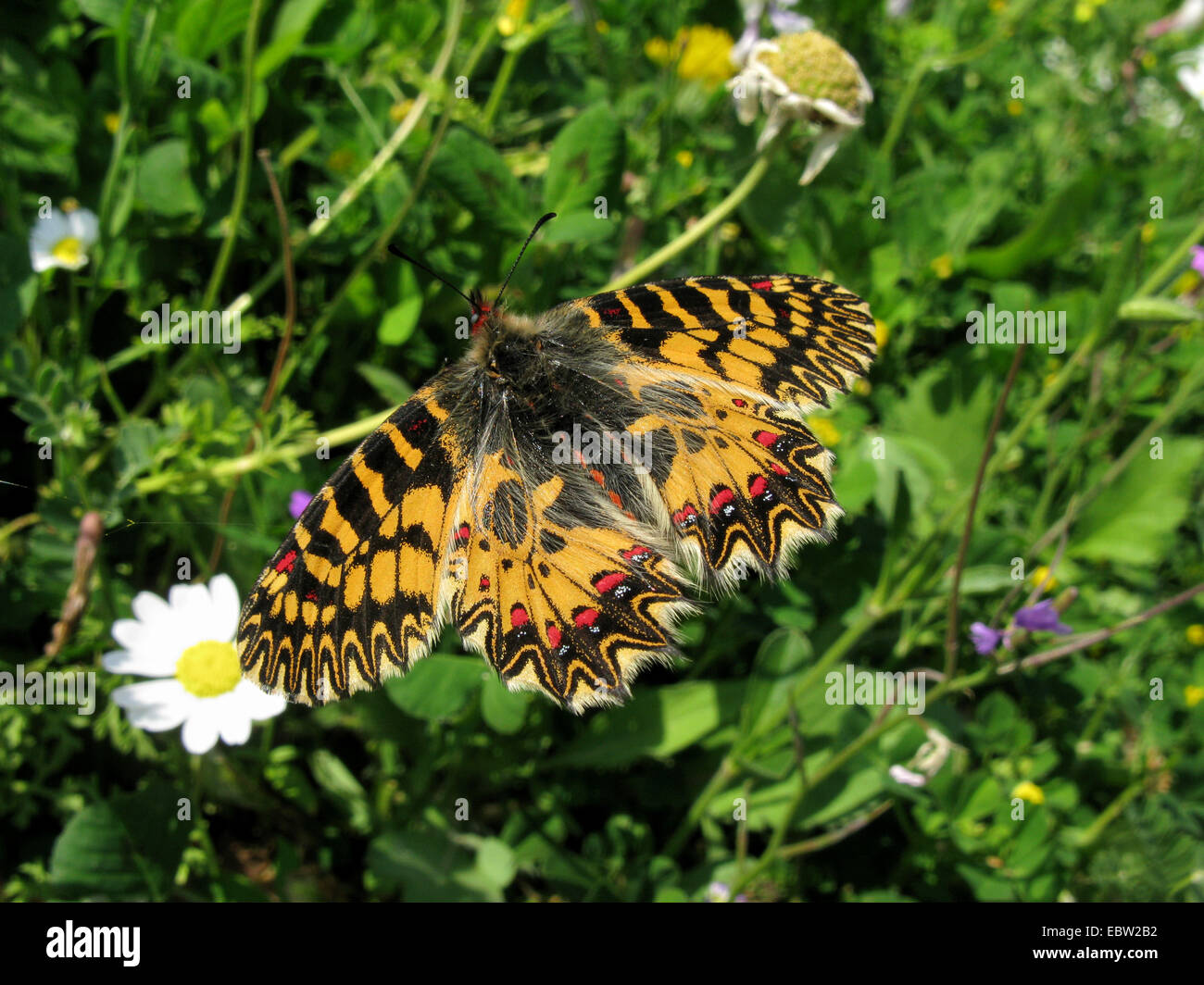 Guirlande (Zerynthia polyxena sud), assis sur une fleur, la Grèce, Péloponnèse Banque D'Images