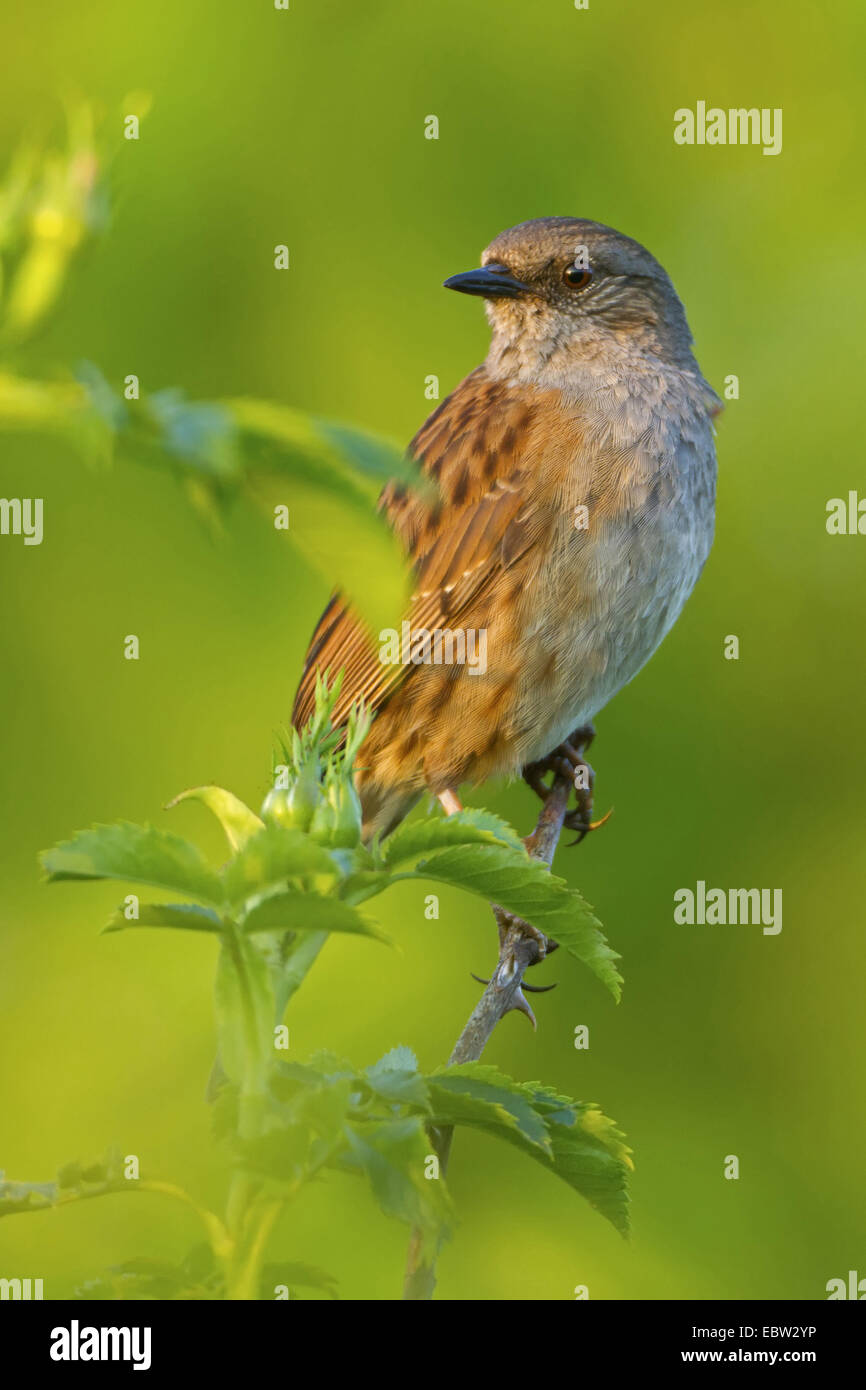 Nid (Prunella modularis), assis sur une branche de rose, de l'Allemagne, Rhénanie-Palatinat Banque D'Images