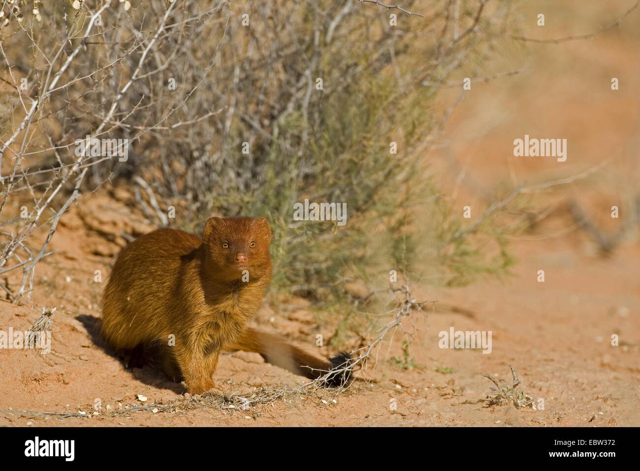 Mangouste svelte (Galerella sanguinea), assis sur le sol, l'Afrique du Sud, Northern Cape, Kgalagadi Transfrontier National Park Banque D'Images