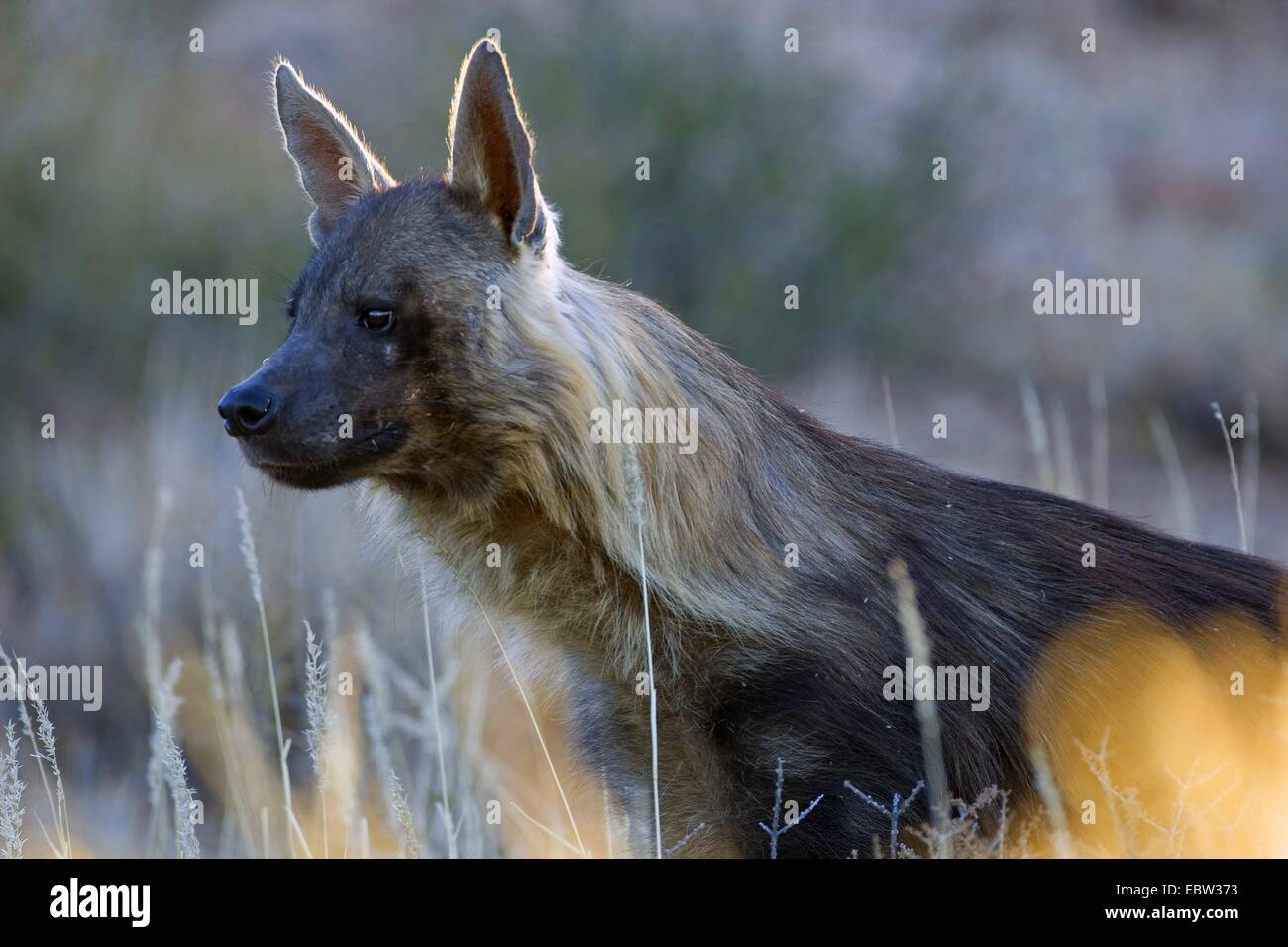 Hyène brune (Hyaena brunnea), portrait en contre-jour, l'Afrique du Sud, Northern Cape, Kgalagadi Transfrontier National Park Banque D'Images