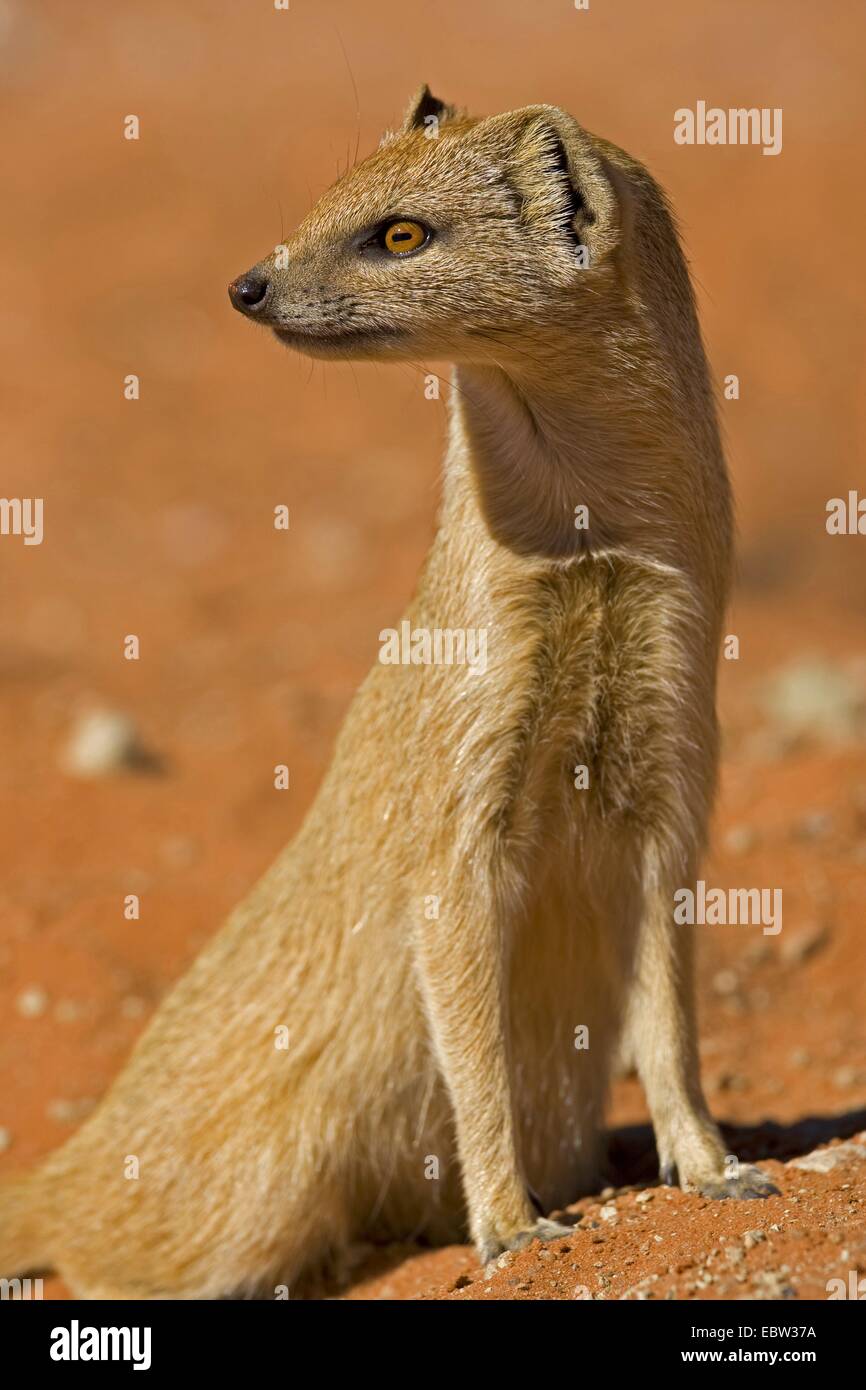 (Cynictis penicillata mangouste jaune), assis sur le sol en regardant autour, Afrique du Sud, Northern Cape, Kgalagadi Transfrontier National Park Banque D'Images