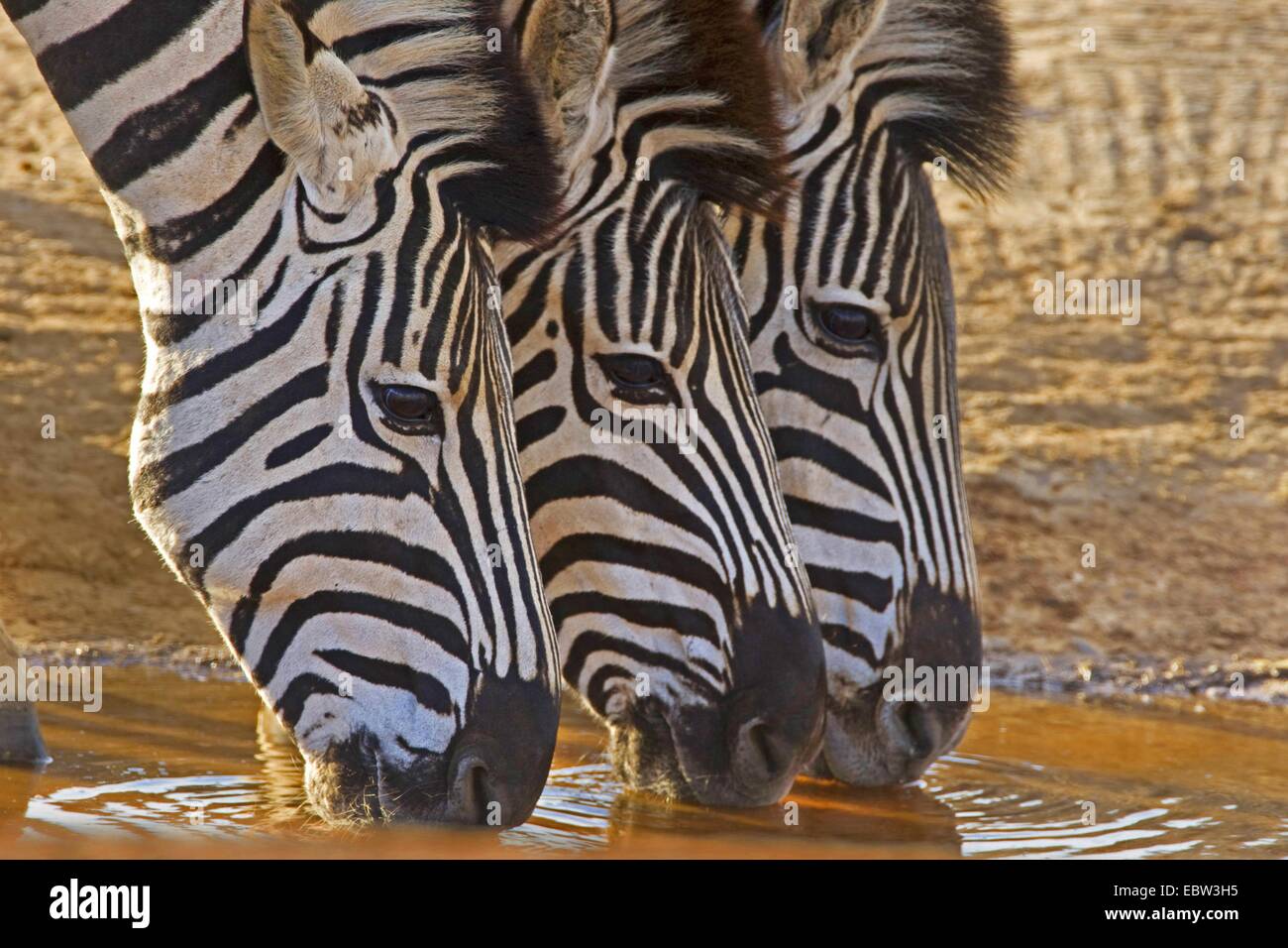 Le zèbre de Burchell, zèbre (Equus zebra commun, quagga burchelli, Equus burchelli), trois de l'alcool à zenbras point d'Afrique du Sud, Eastern Cape, Addo Elephant National Park Banque D'Images