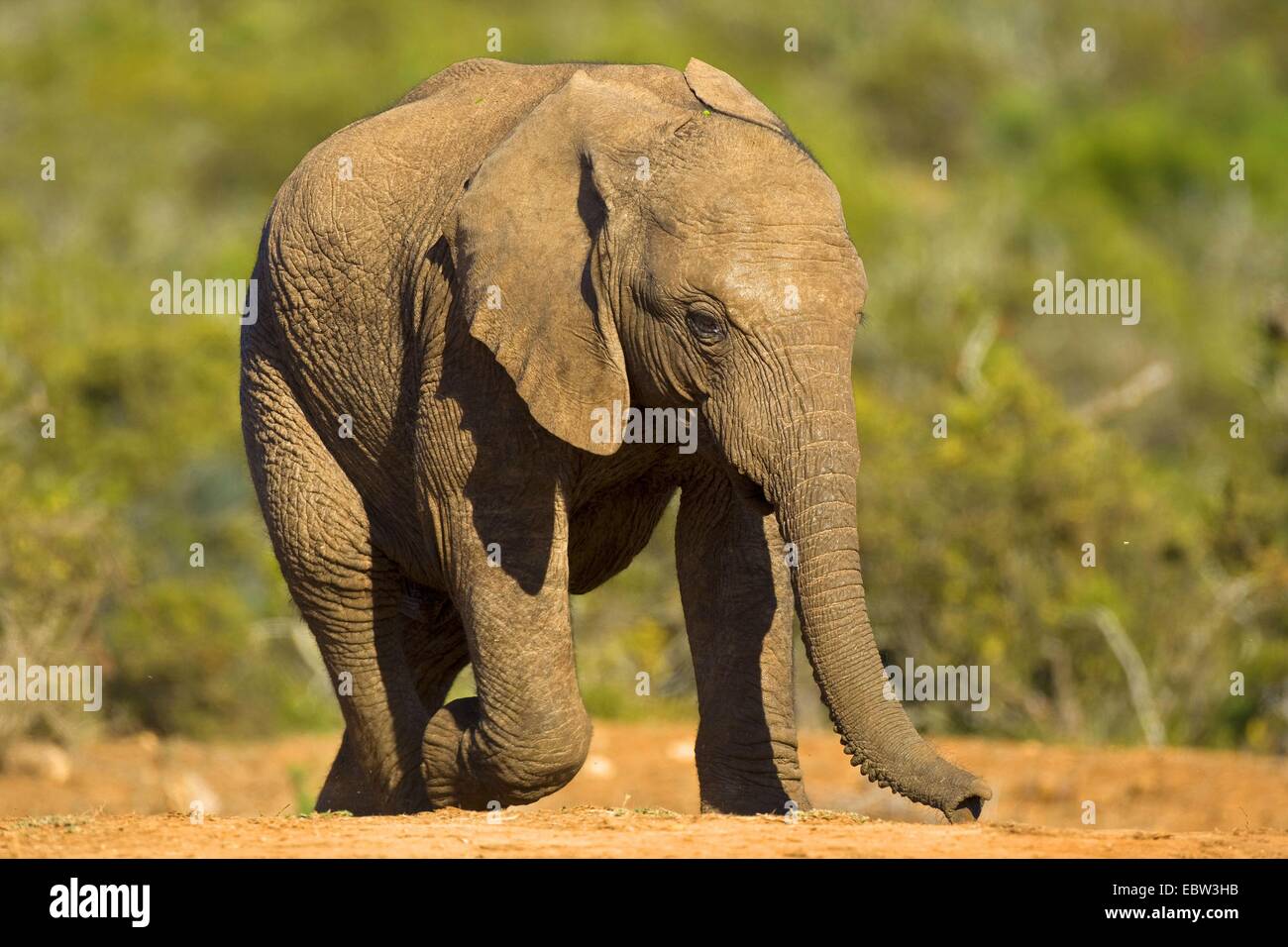 L'éléphant africain (Loxodonta africana), marche à pied, Afrique du Sud, Eastern Cape, Addo Elephant National Park Banque D'Images