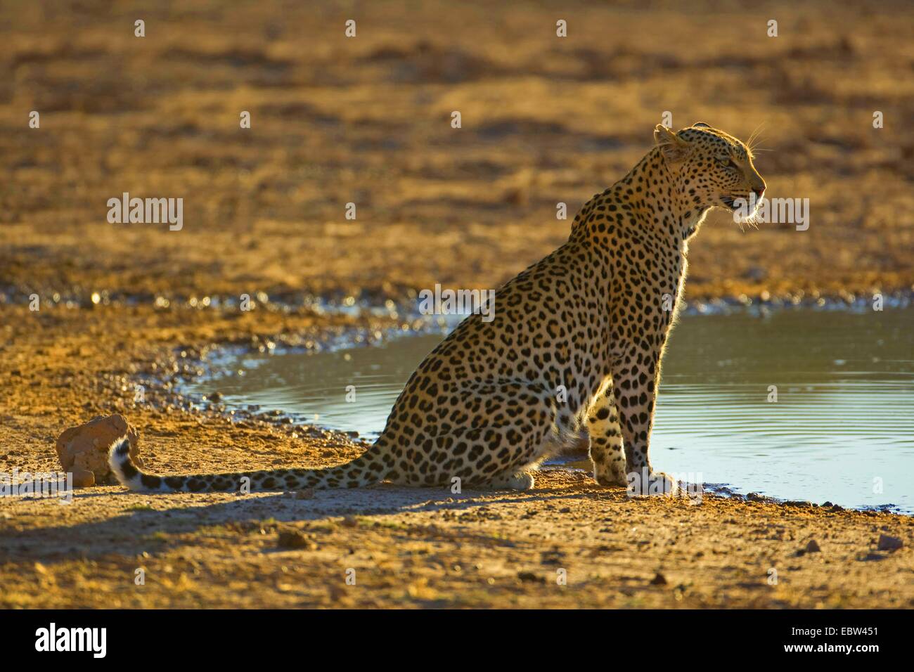 Leopard (Panthera pardus), assis à un point d'Afrique du Sud, Northern Cape, Kgalagadi Transfrontier National Park Banque D'Images