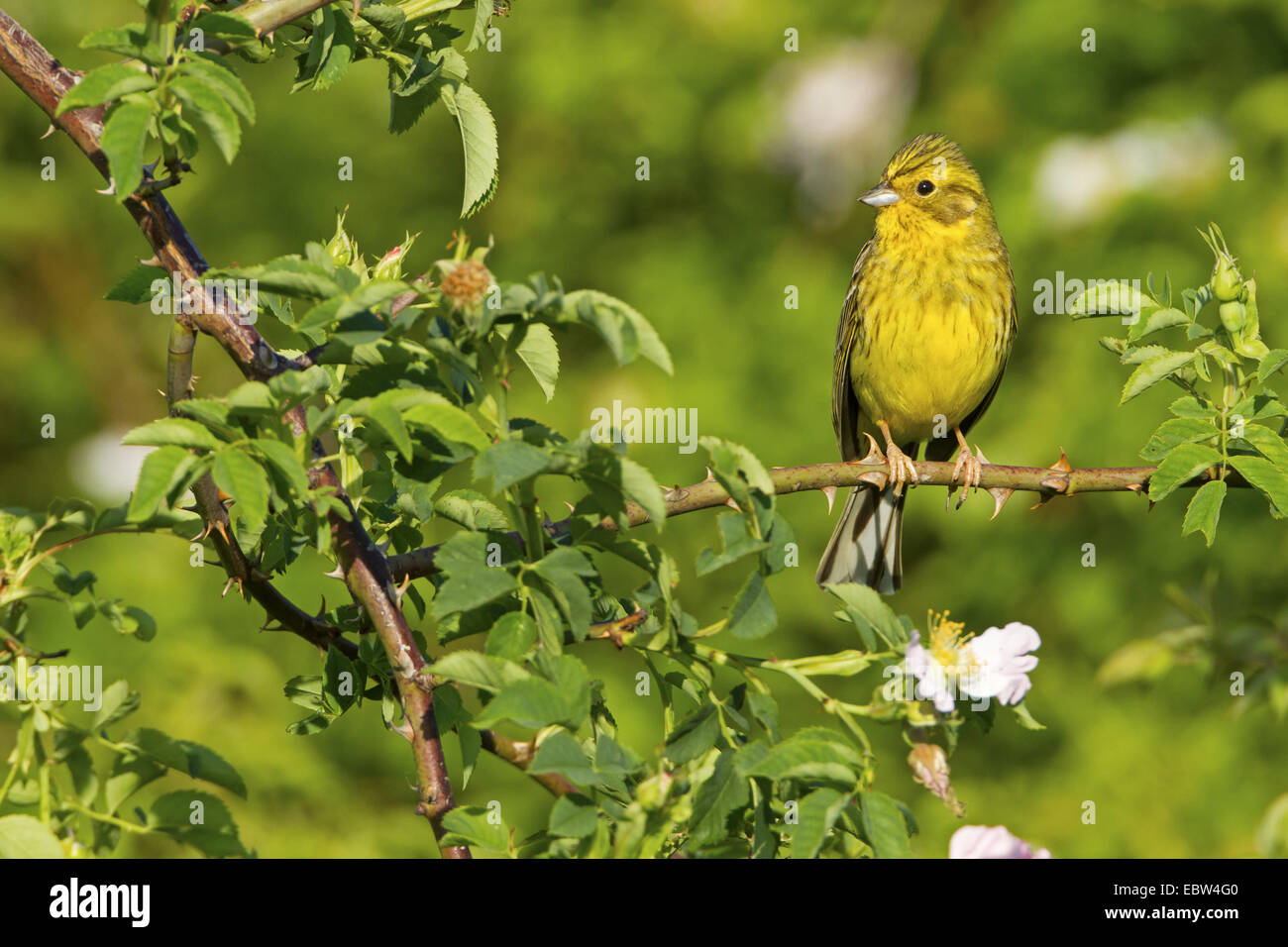 Yellowhammer (Emberiza citrinella), assis sur une branche de rose, de l'Allemagne, Rhénanie-Palatinat Banque D'Images