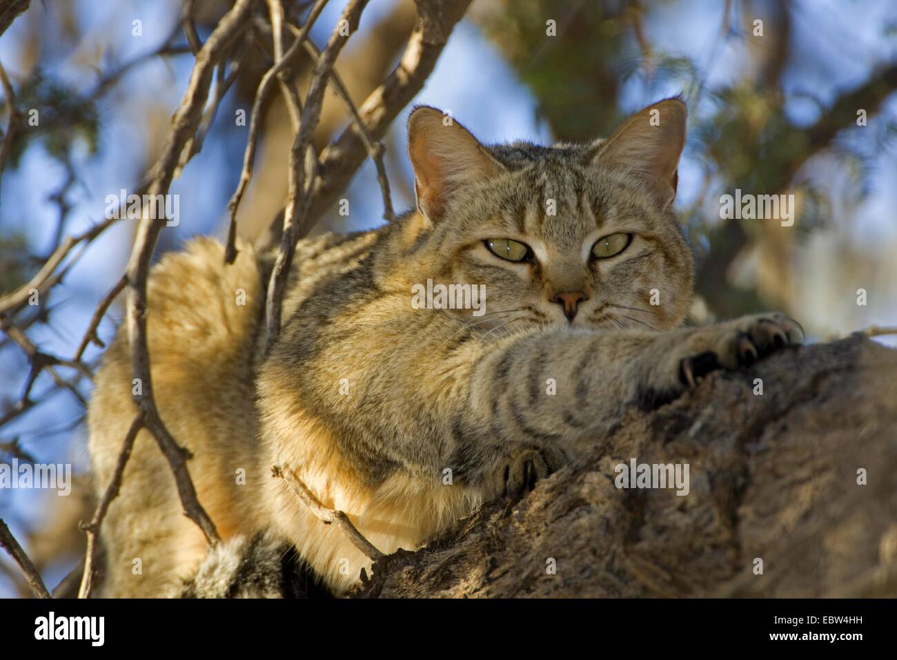 Chat Sauvage Africain (Felis lybica, Felis libyca, Felis silvestris lybica, Felis silvestris libyca), l'étirement, Afrique du Sud, Northern Cape, Kgalagadi Transfrontier National Park Banque D'Images