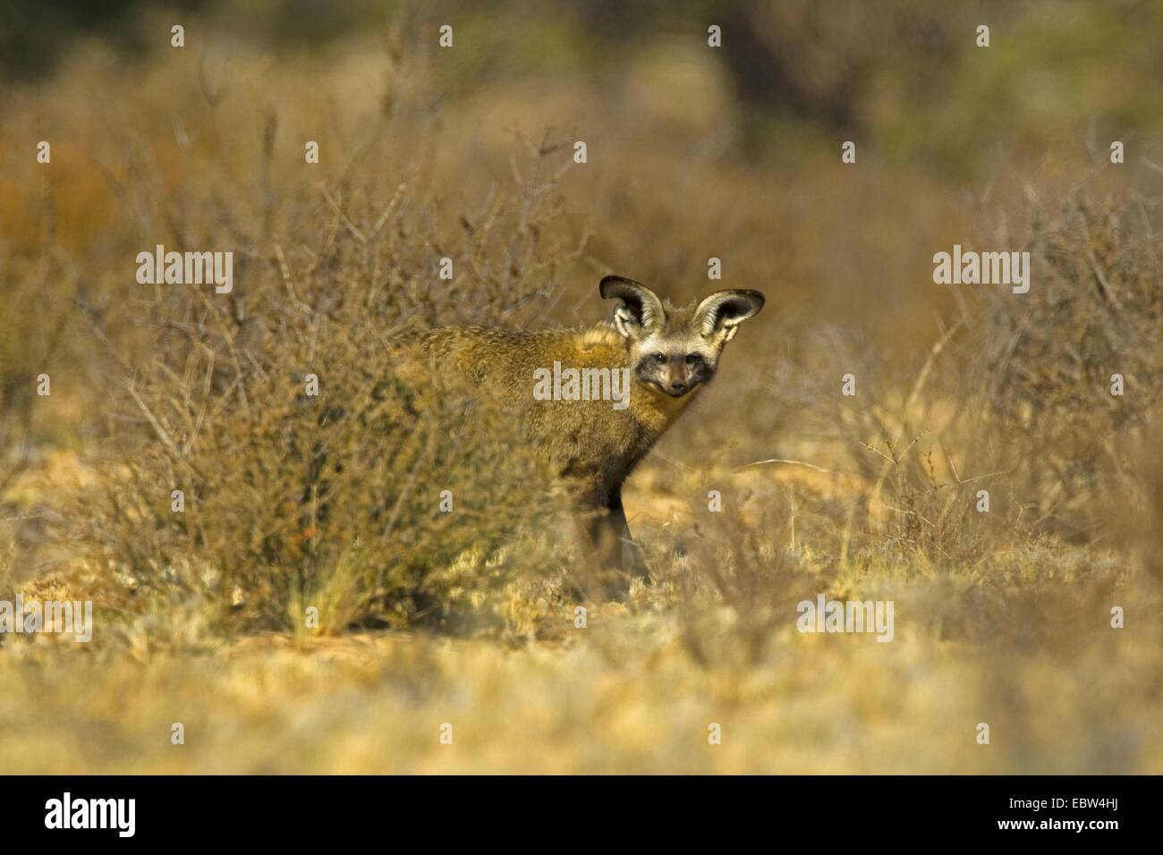 Bat-eared fox (Otocyon megalotis), sur le site de derrière un buisson, Afrique du Sud, Northern Cape, Kgalagadi Transfrontier National Park Banque D'Images