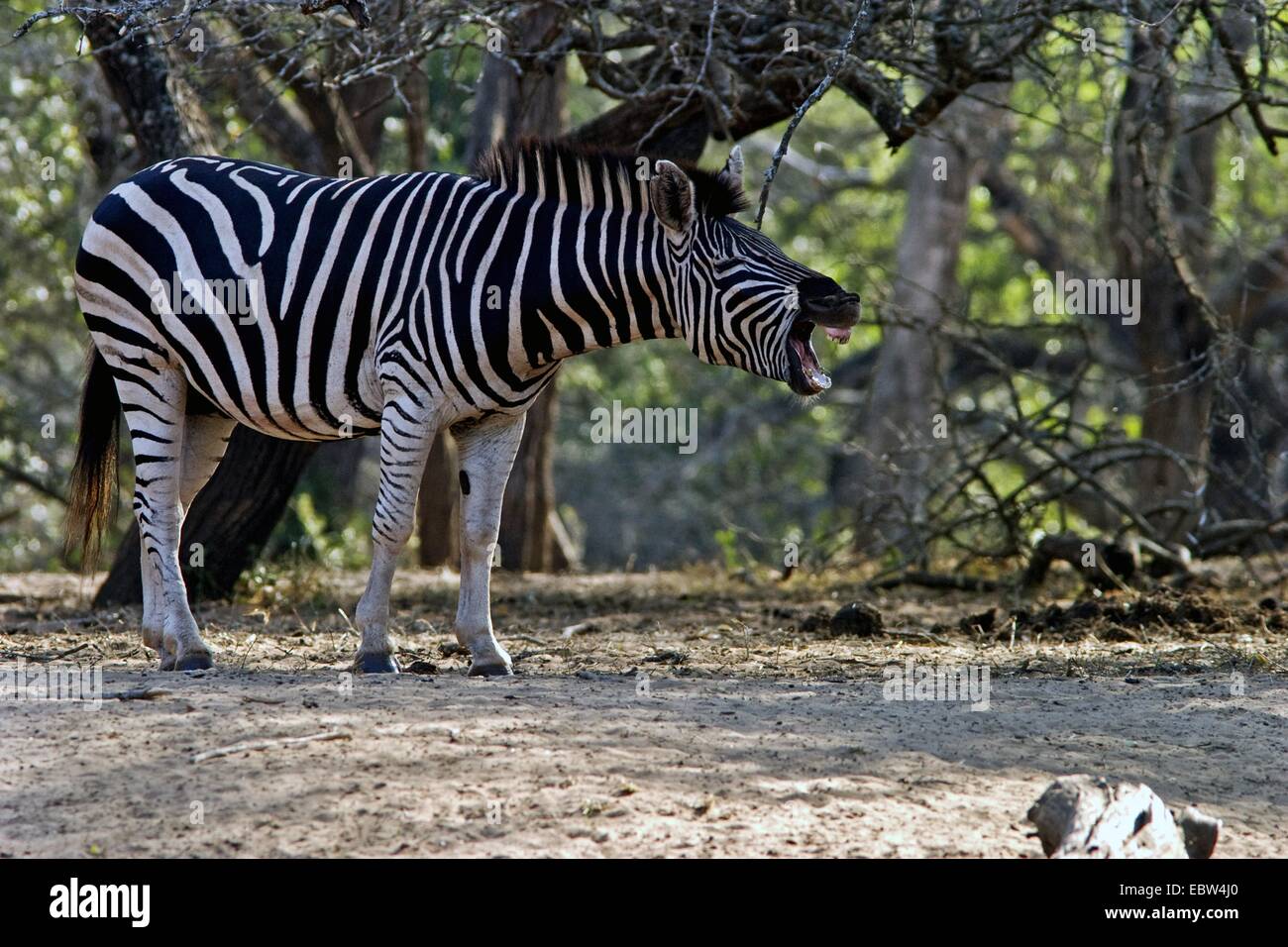 Le zèbre de Burchell, zèbre (Equus zebra commun, quagga burchelli, Equus burchelli), les bâillements, Afrique du Sud, Kwazulu-Natal, Mkuze Game Reserve Banque D'Images