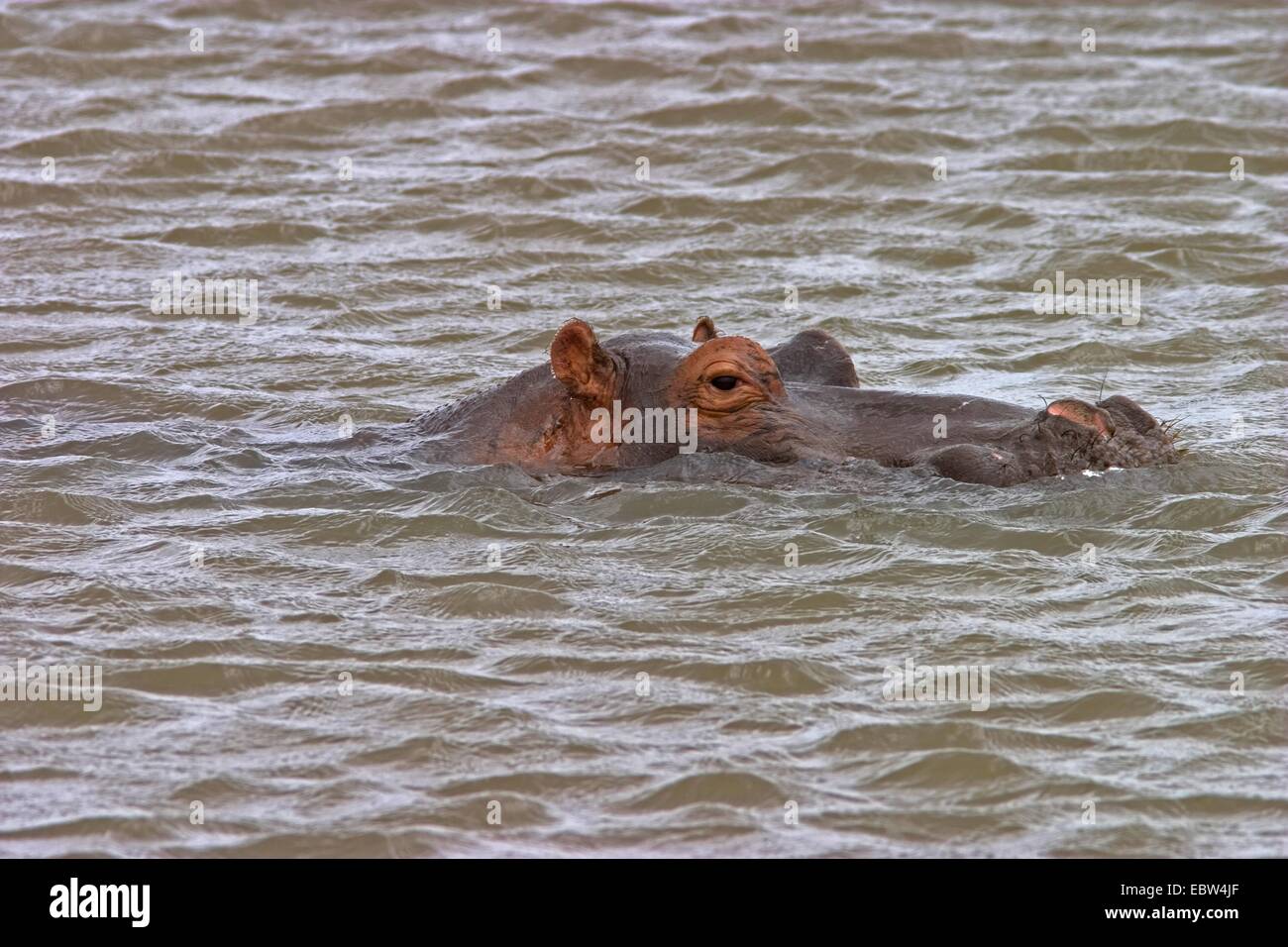 Hippopotame, hippopotame, hippopotame commun (Hippopotamus amphibius), dans la région de river, Afrique du Sud, du Limpopo, Krueger National Park Banque D'Images