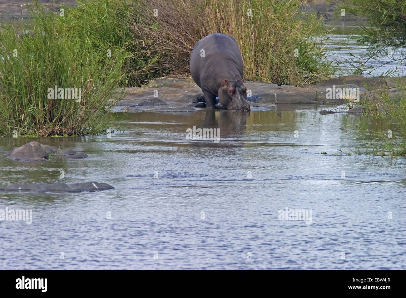 Hippopotame, hippopotame, hippopotame commun (Hippopotamus amphibius), au fleuve, Afrique du Sud, du Limpopo, Krueger National Park Banque D'Images