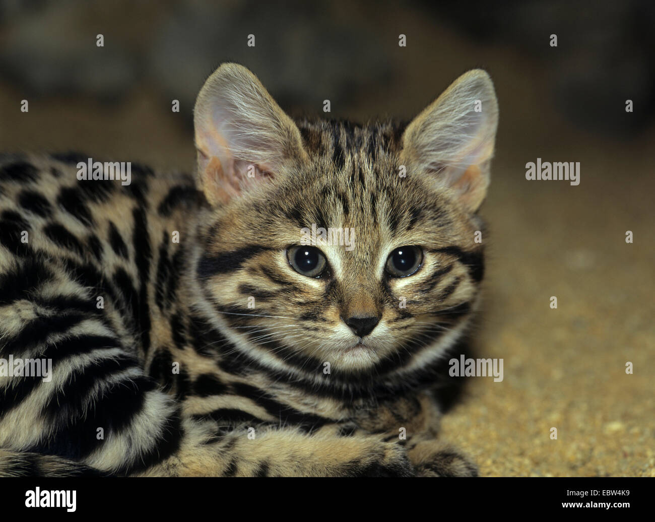 Chat à pieds noirs d'Afrique (Felis nigripes), juvénile Banque D'Images