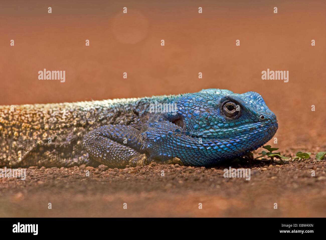 Blue-throated ruisseaux (Geum rivale, Stellio monogyna, Acanthocercus rivale), homme, portrait, Afrique du Sud, du Limpopo, Krueger National Park Banque D'Images