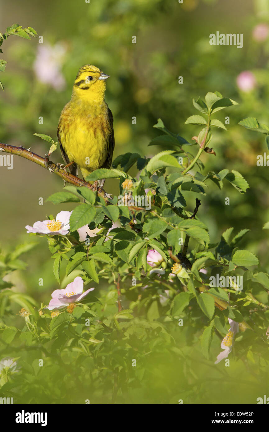Yellowhammer (Emberiza citrinella), assis sur une branche de rose, de l'Allemagne, Rhénanie-Palatinat Banque D'Images