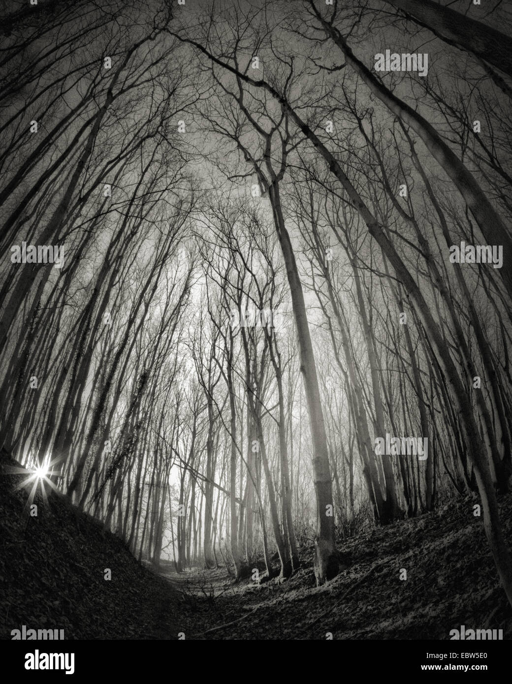 Fr - GLOUCESTERSHIRE mystique : Woods à Belas Knap près de Cheltenham Banque D'Images