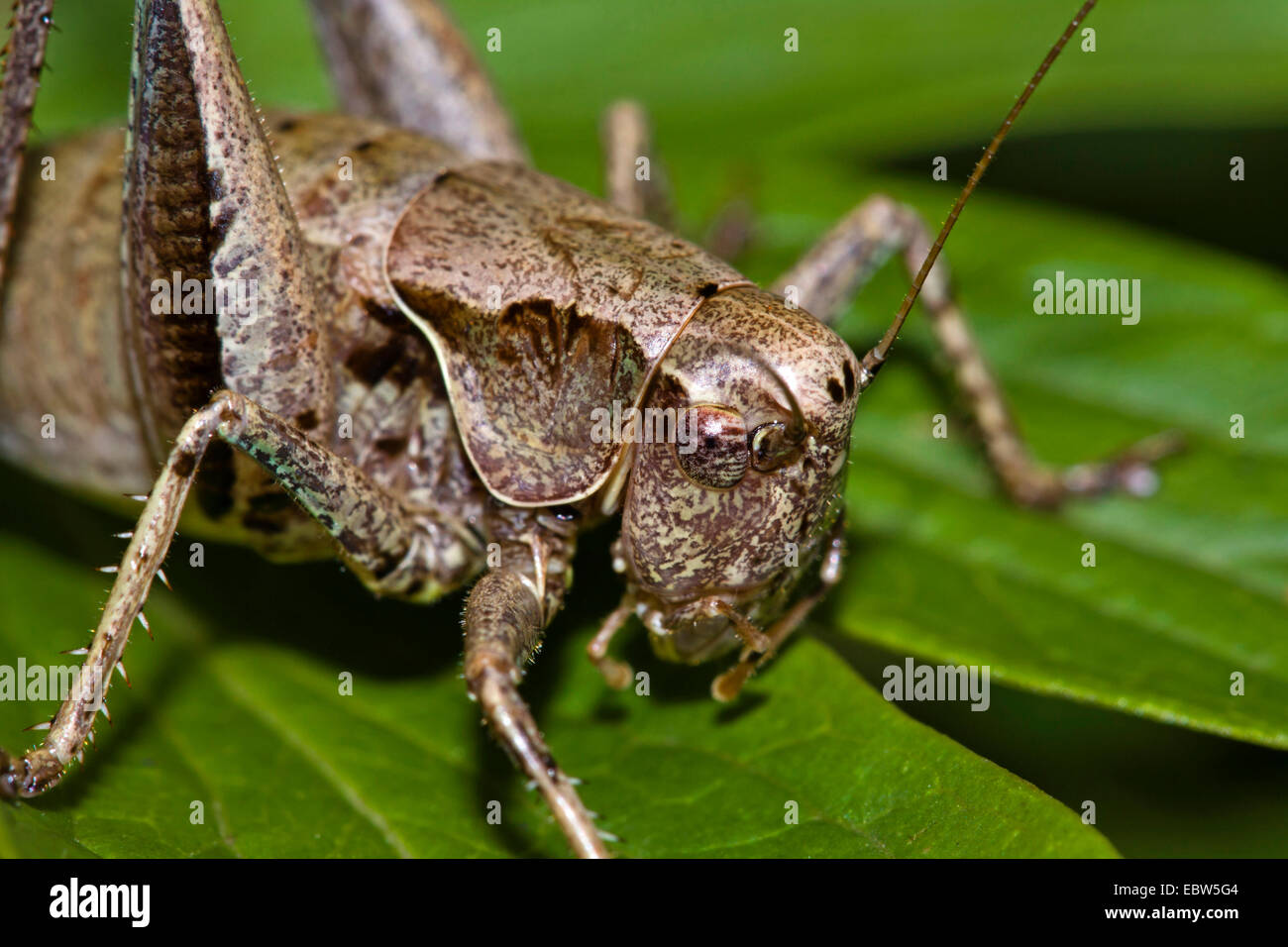 (Pholidoptera griseoaptera bushcricket sombre), femme assise sur une feuille, Allemagne Banque D'Images
