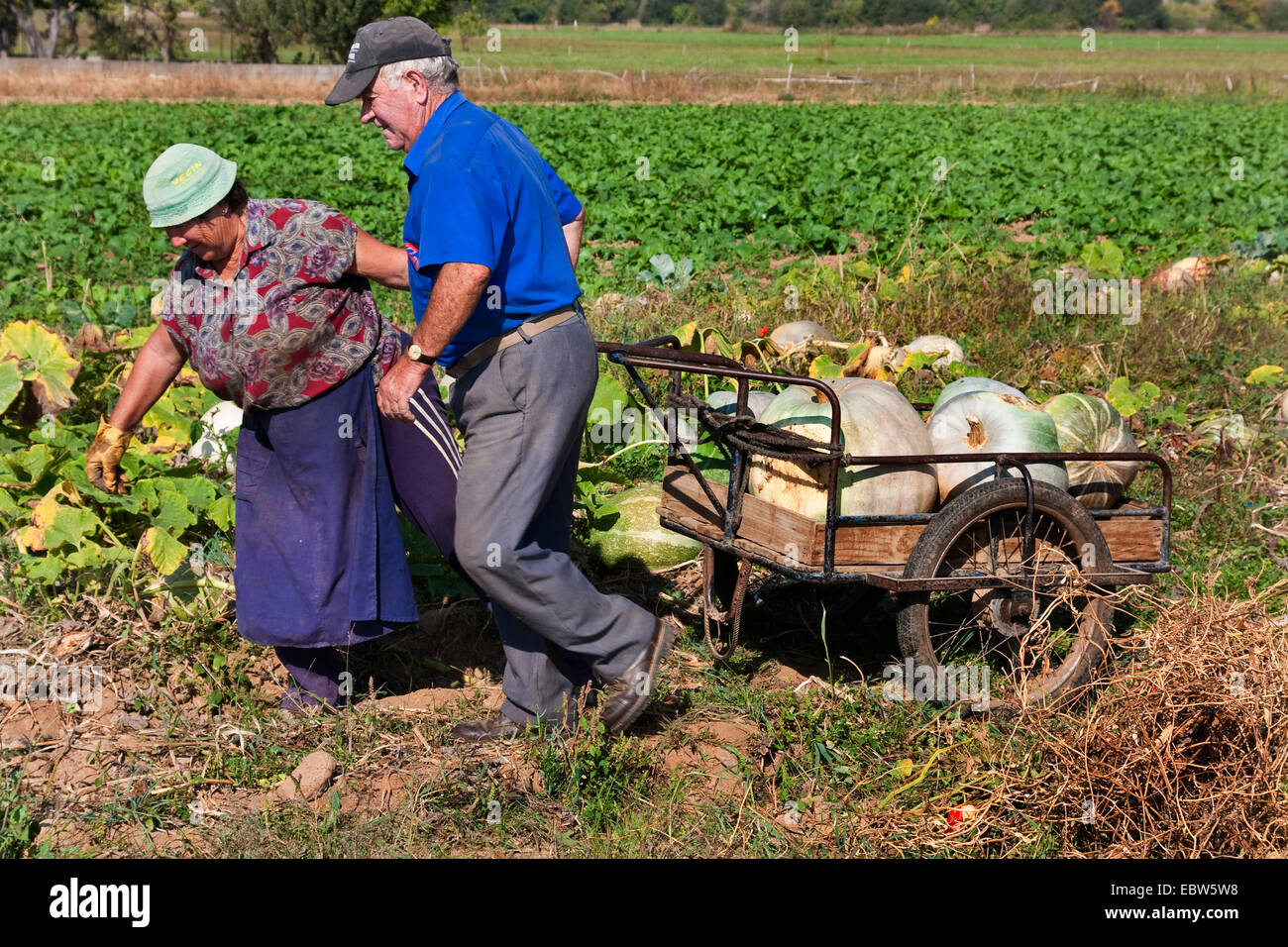 Farmer harvesting citrouilles, Espagne, Leon, Kastilien, Fuentes Nuevas Banque D'Images