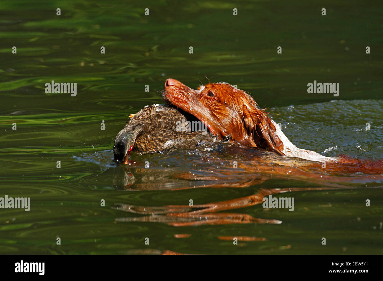 Bretagne (Canis lupus f. familiaris), chien de chasse la natation et l'extraction d'un shot duck, Allemagne Banque D'Images